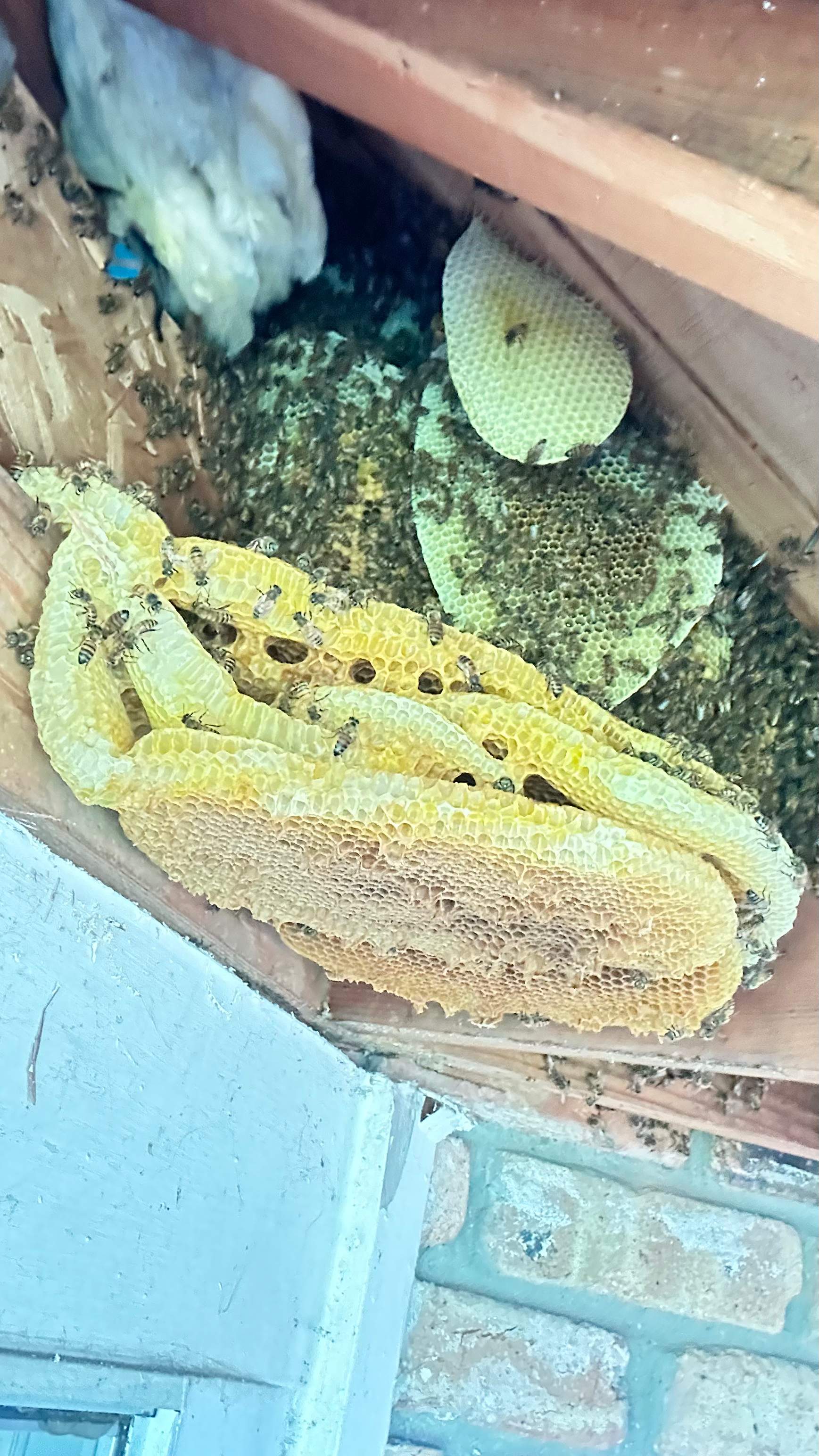 Golf Couse by Rockwall Honey Bee Company