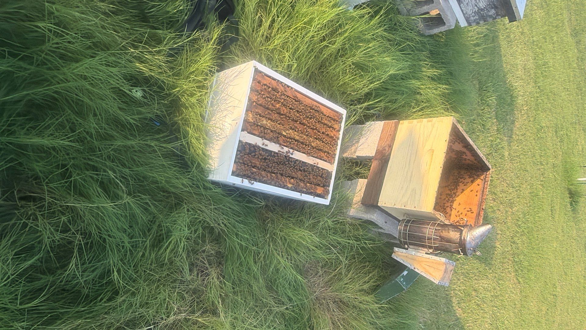 Double Family Property in Heath for Ag. Exemption by Rockwall Honey Bee Company