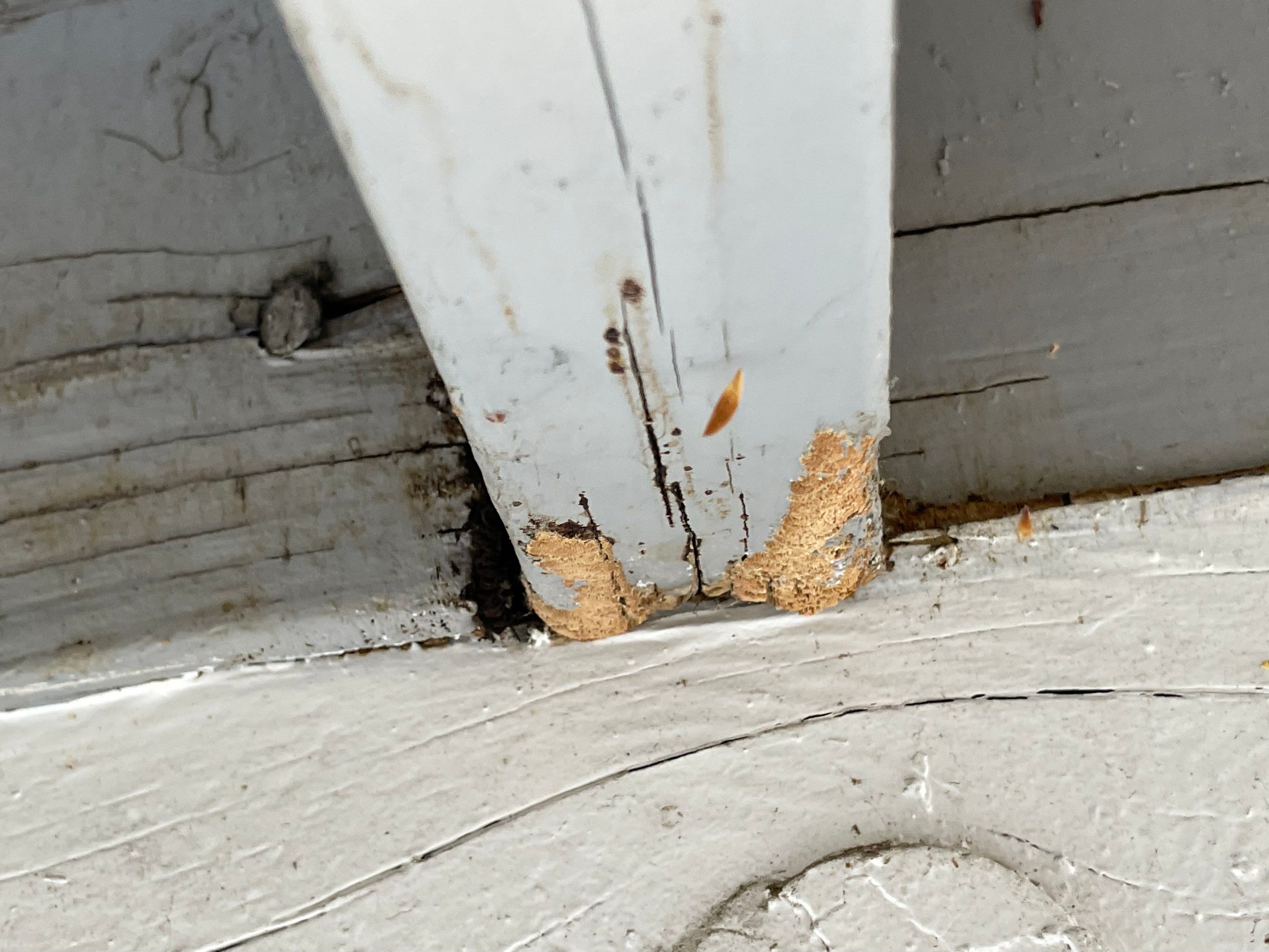 Wood Destroying Organisms Report by GLOBAL Termite Solutions