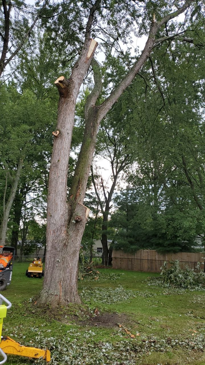 Tree Removal by Mike Jones & Sons Tree Service LLC 