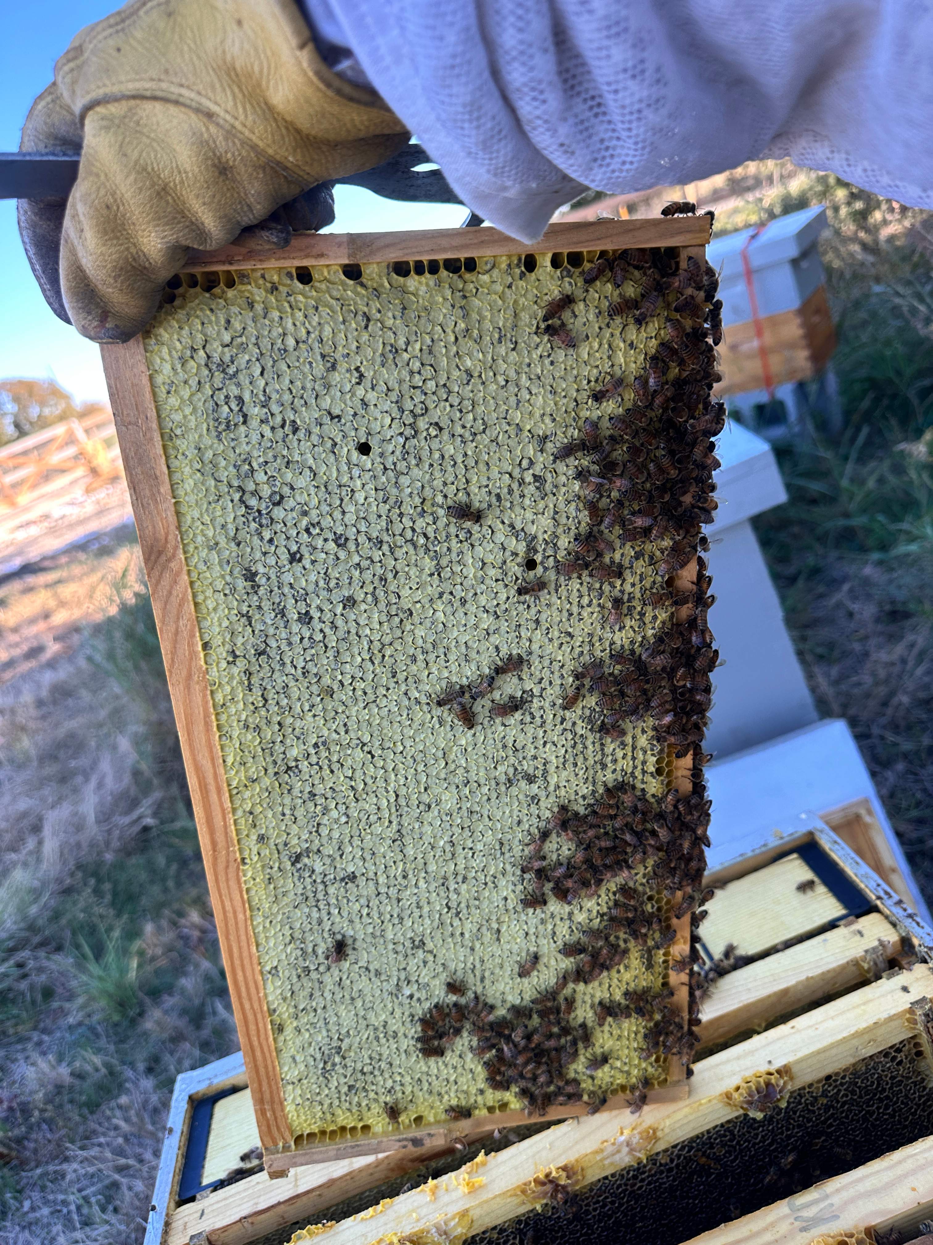 Honey-Maker Apiary in Greenville by Rockwall Honey Bee Company