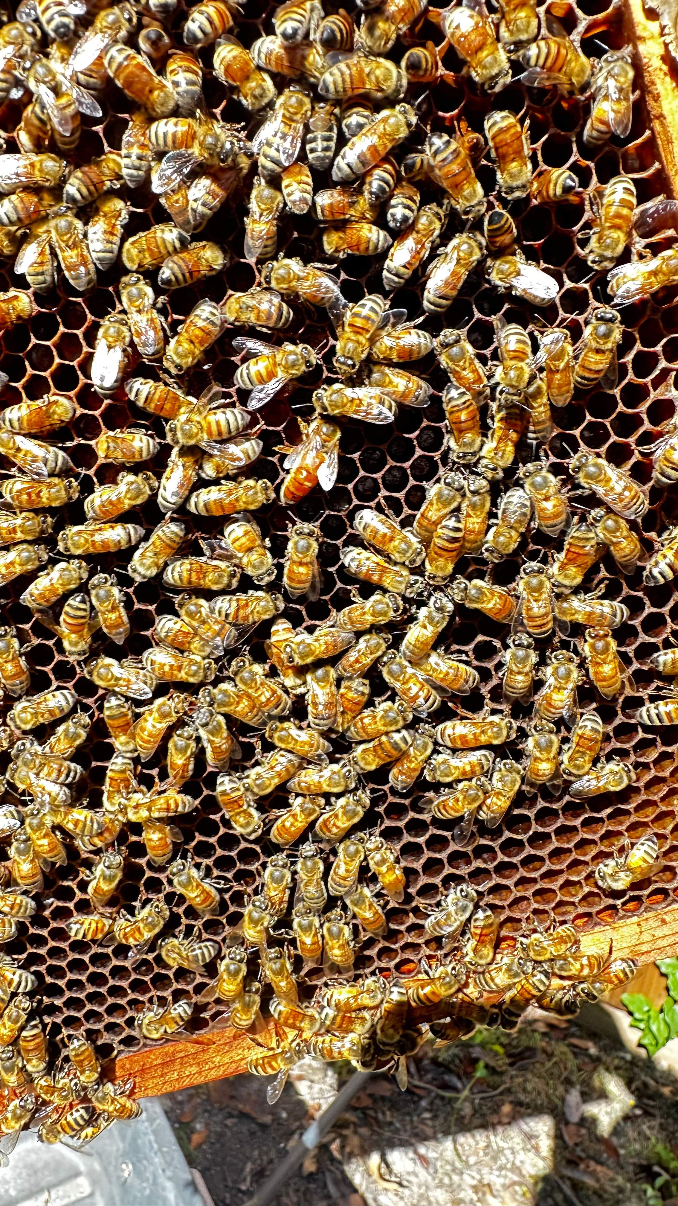 Project in Dallas by Rockwall Honey Bee Company