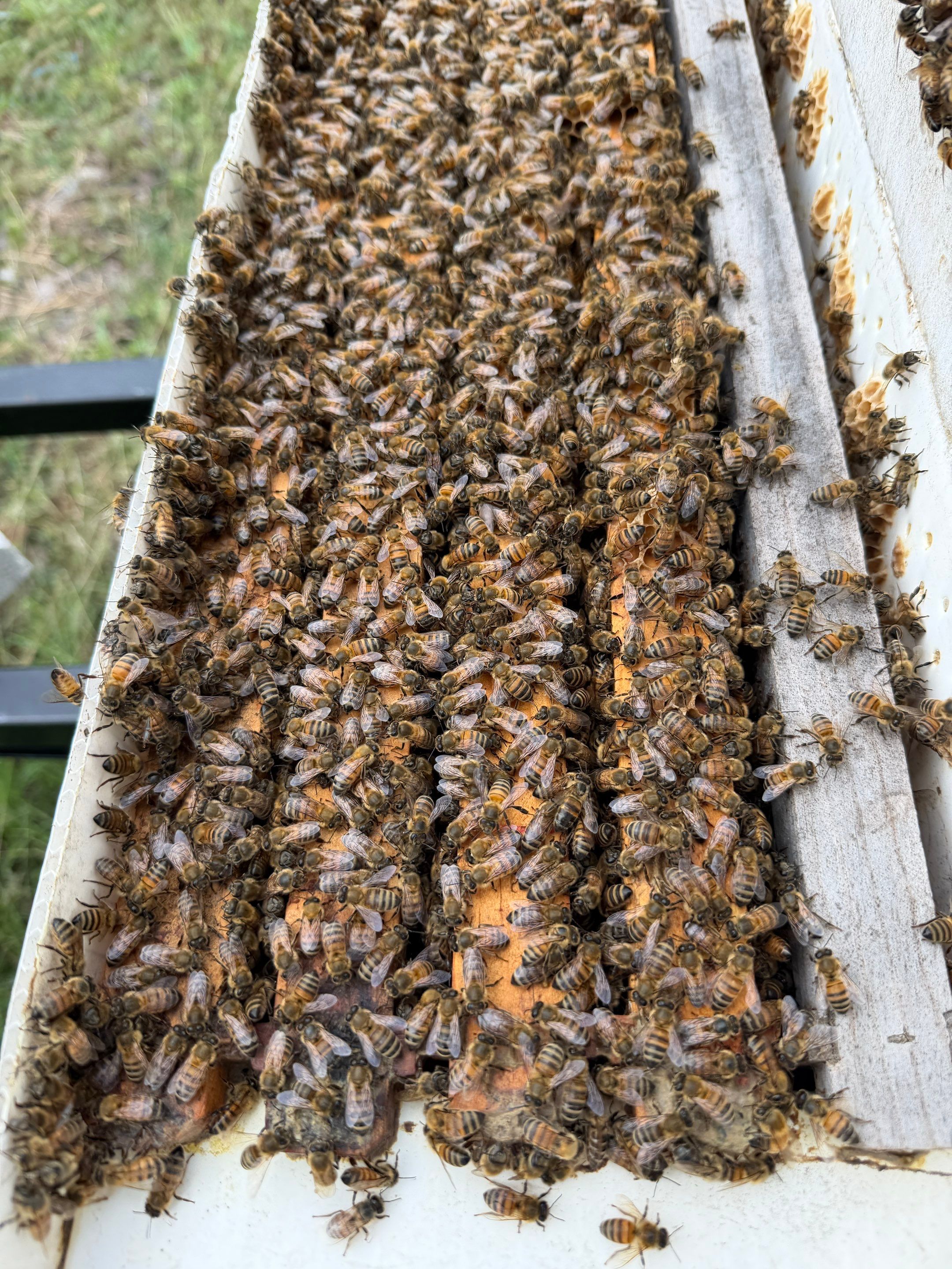 Baseball Diamond Apiary by Rockwall Honey Bee Company