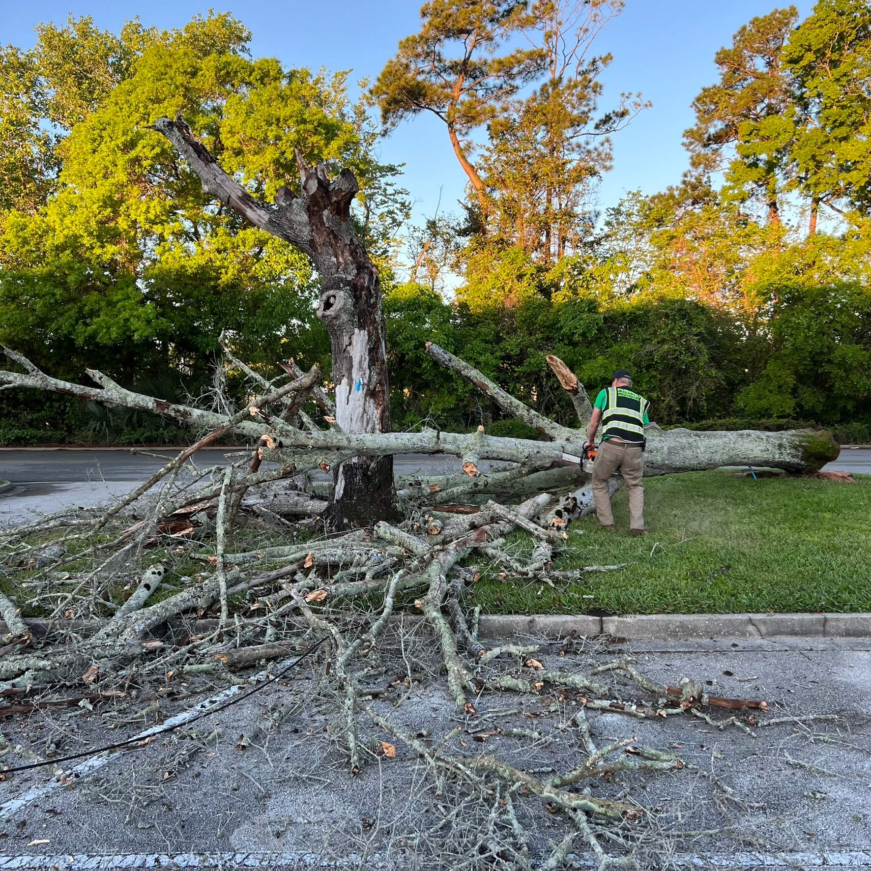Tree Work | The Avenues Mall by ProGreen Services