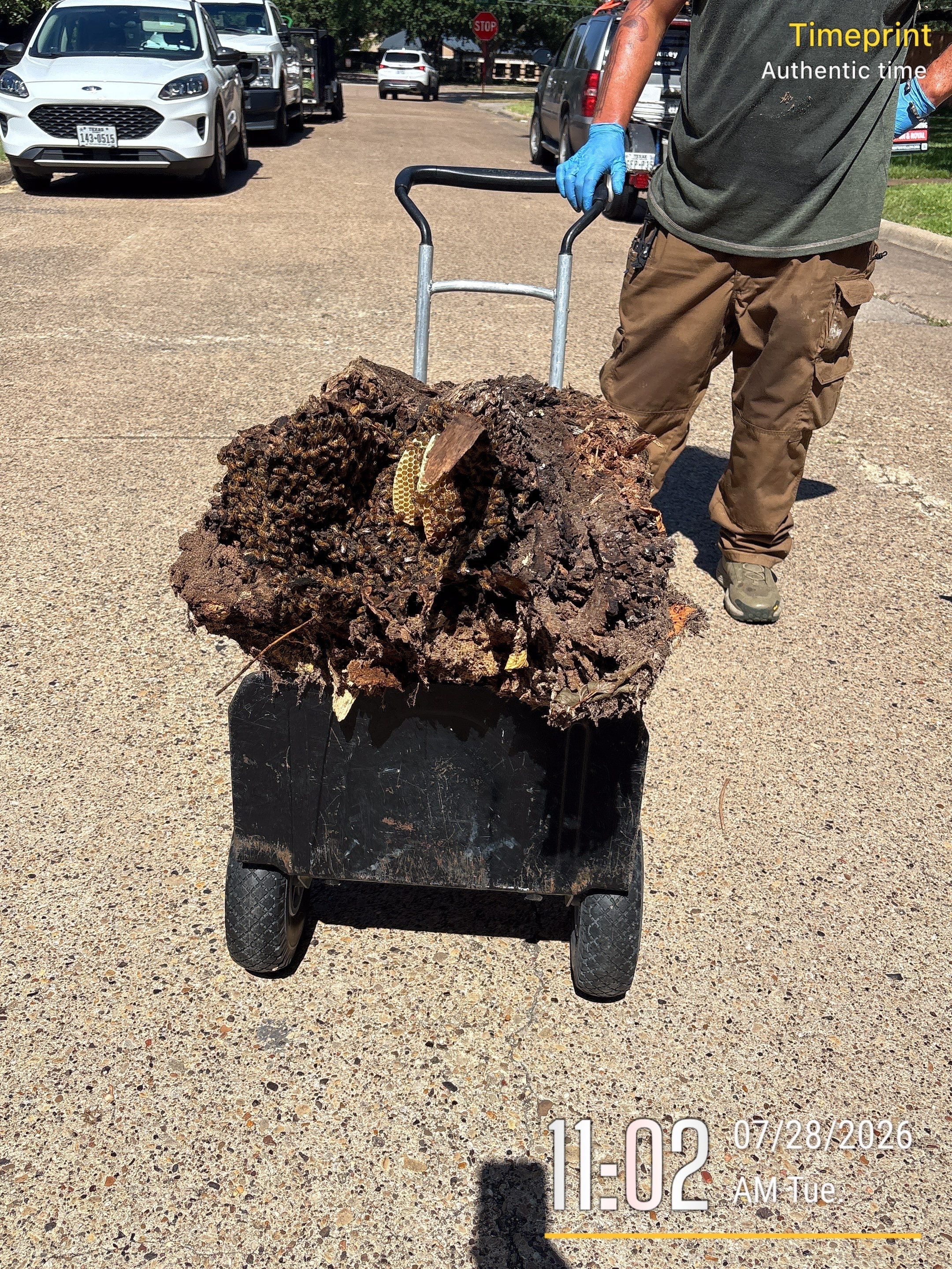 Warranted Removal by Rockwall Honey Bee Company
