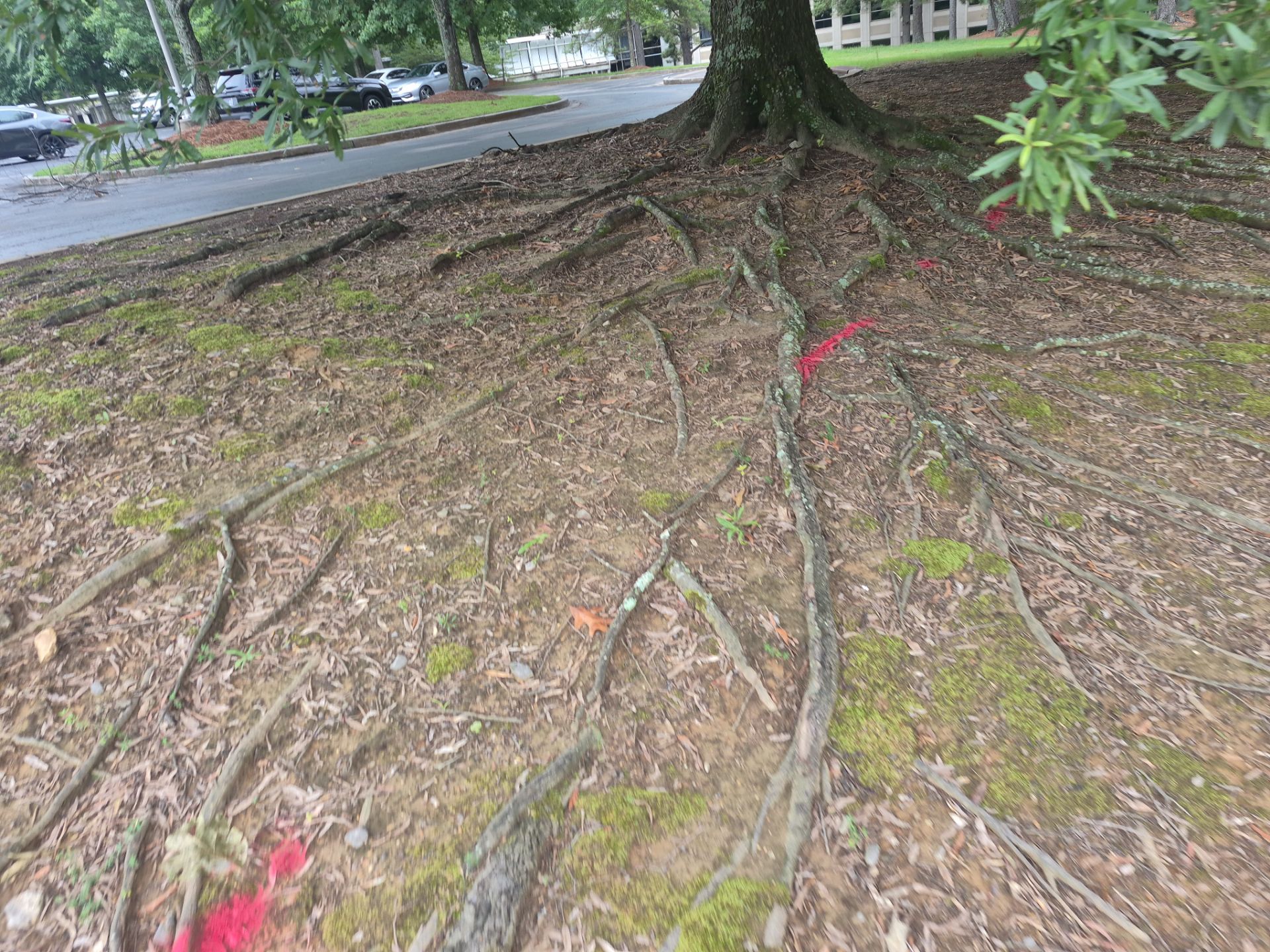 Private Utility Locating and Marking for Collierville Commercial Campus by Alsip Locating Service, LLC