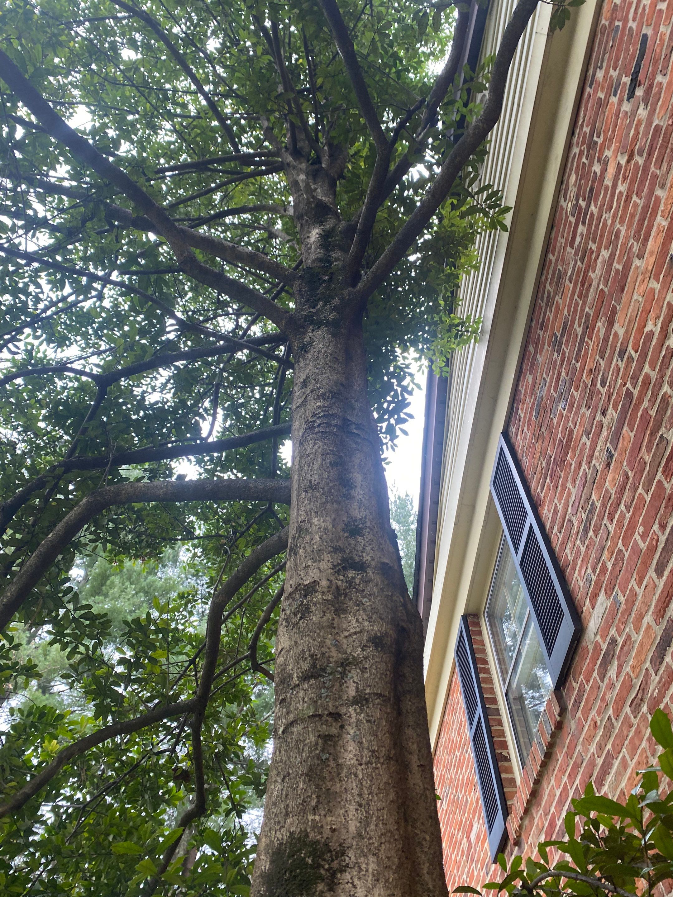 Landscape cleanup & drainage by The Smet Companies, LLC