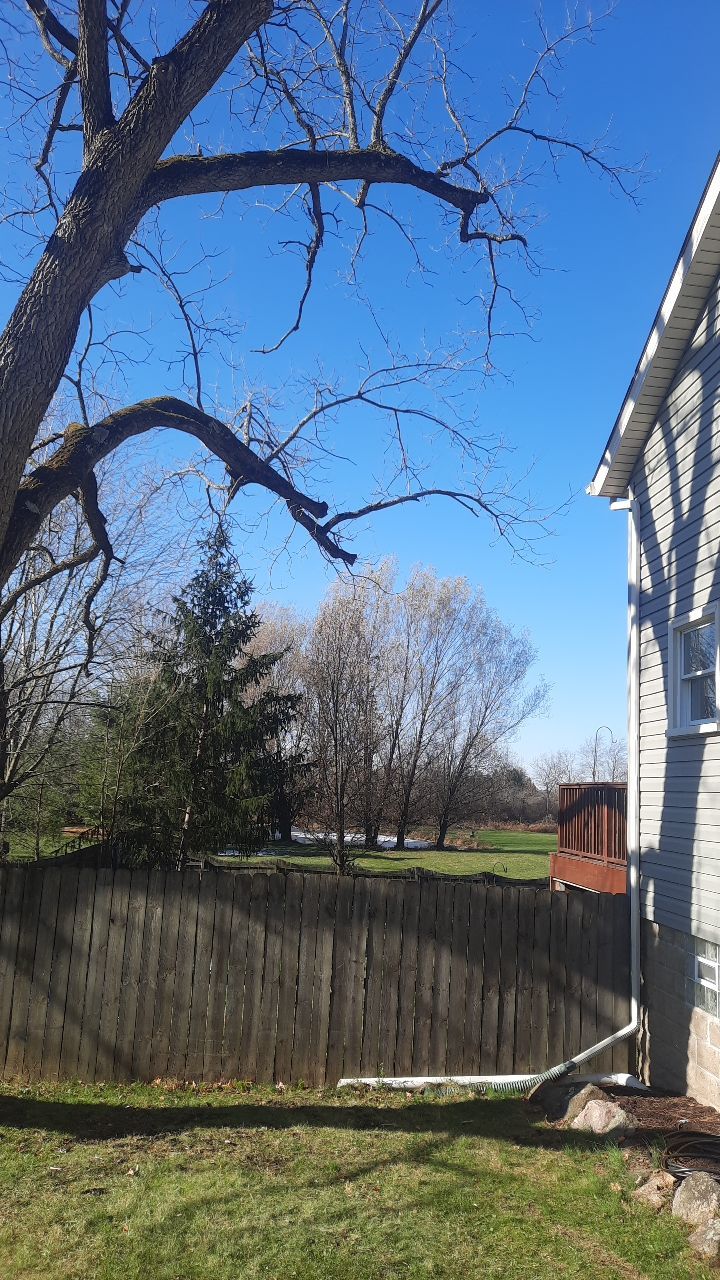 Tree Trimming using Tree Pruing by Mike Jones & Sons Tree Service LLC 