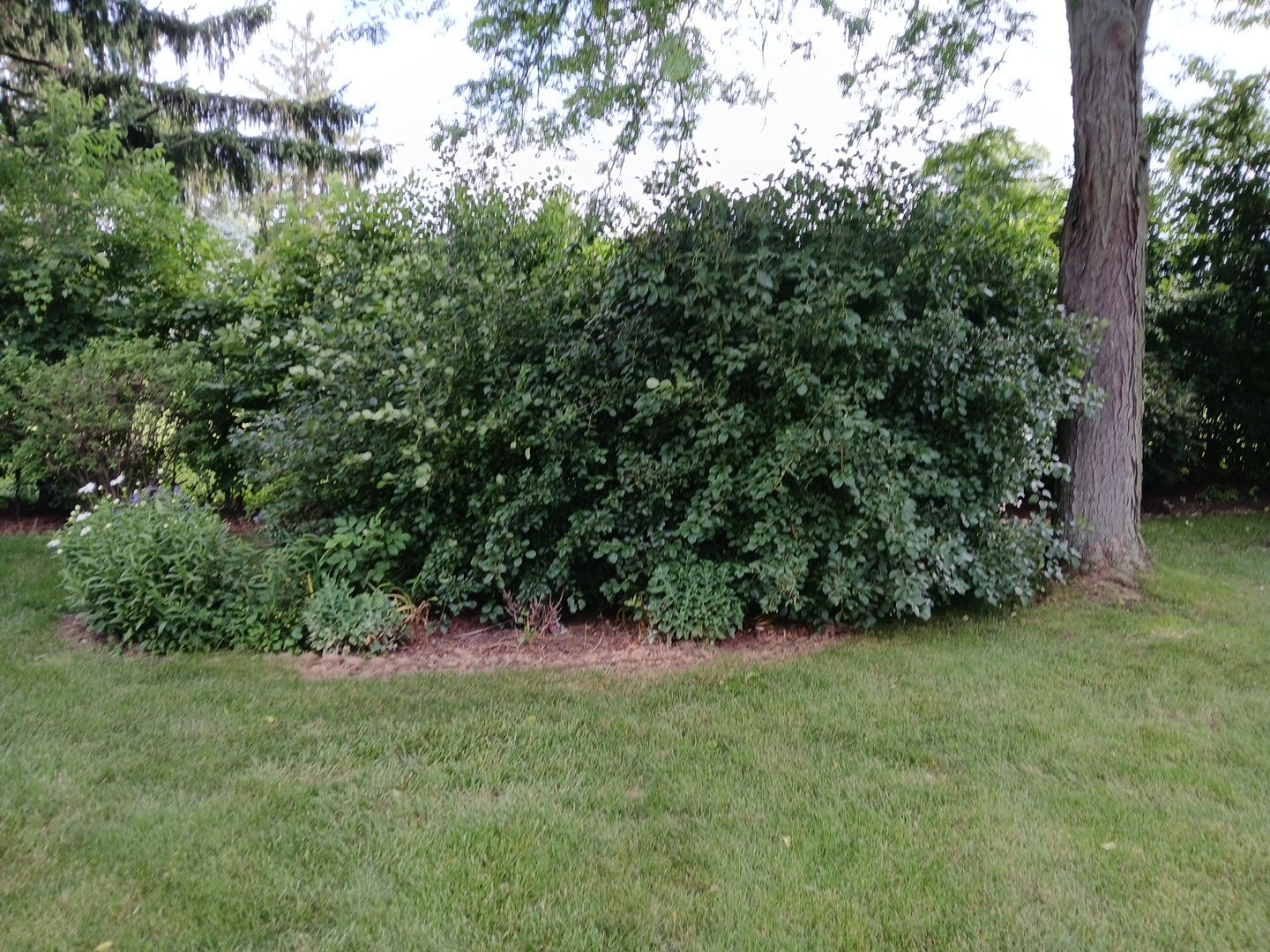 Andrew L. - Arlington Heights, IL by A&N