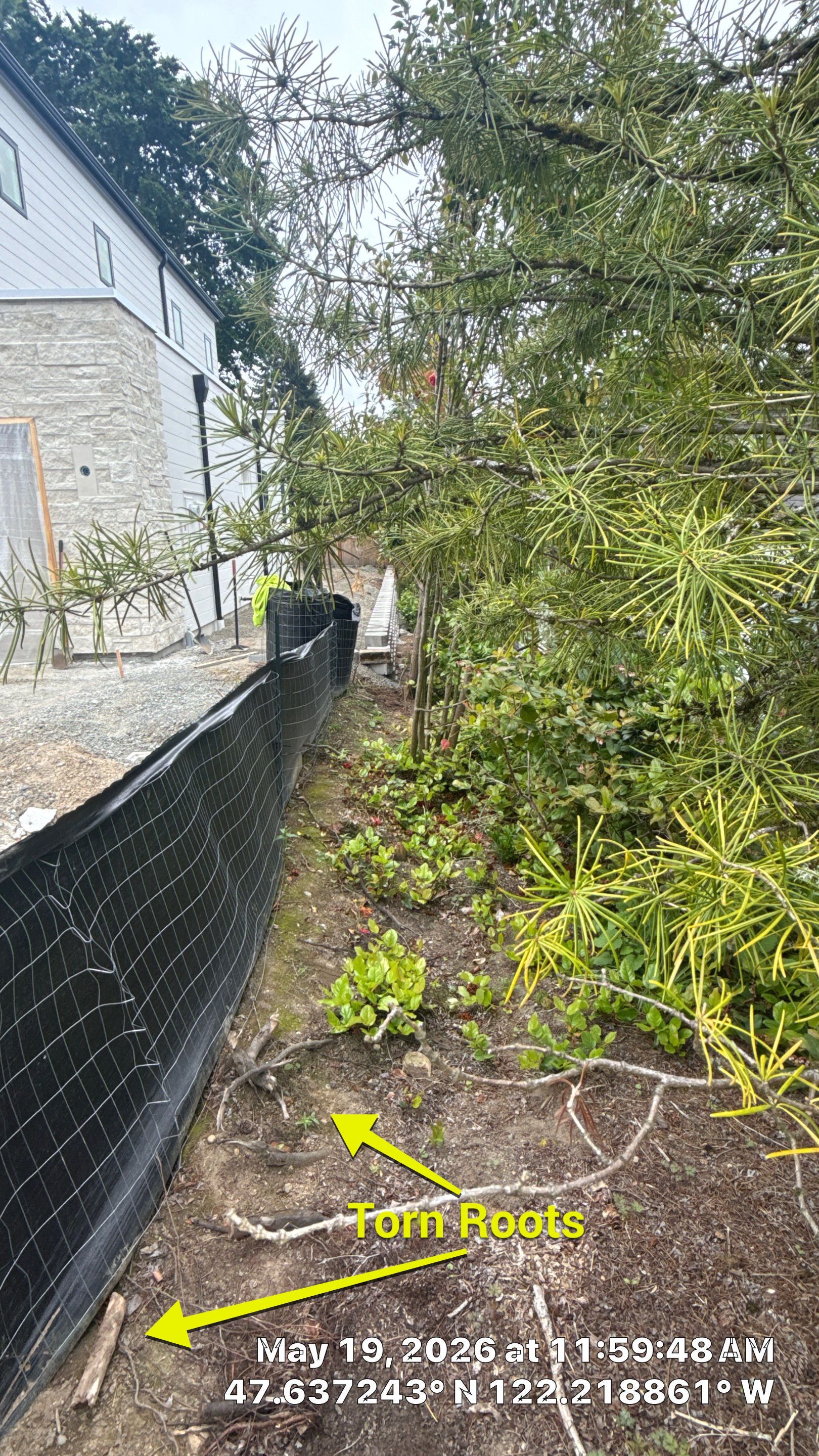 Construction Impact Assessment and Tree Evaluation in Clyde Hill by Sound Tree Care LLC