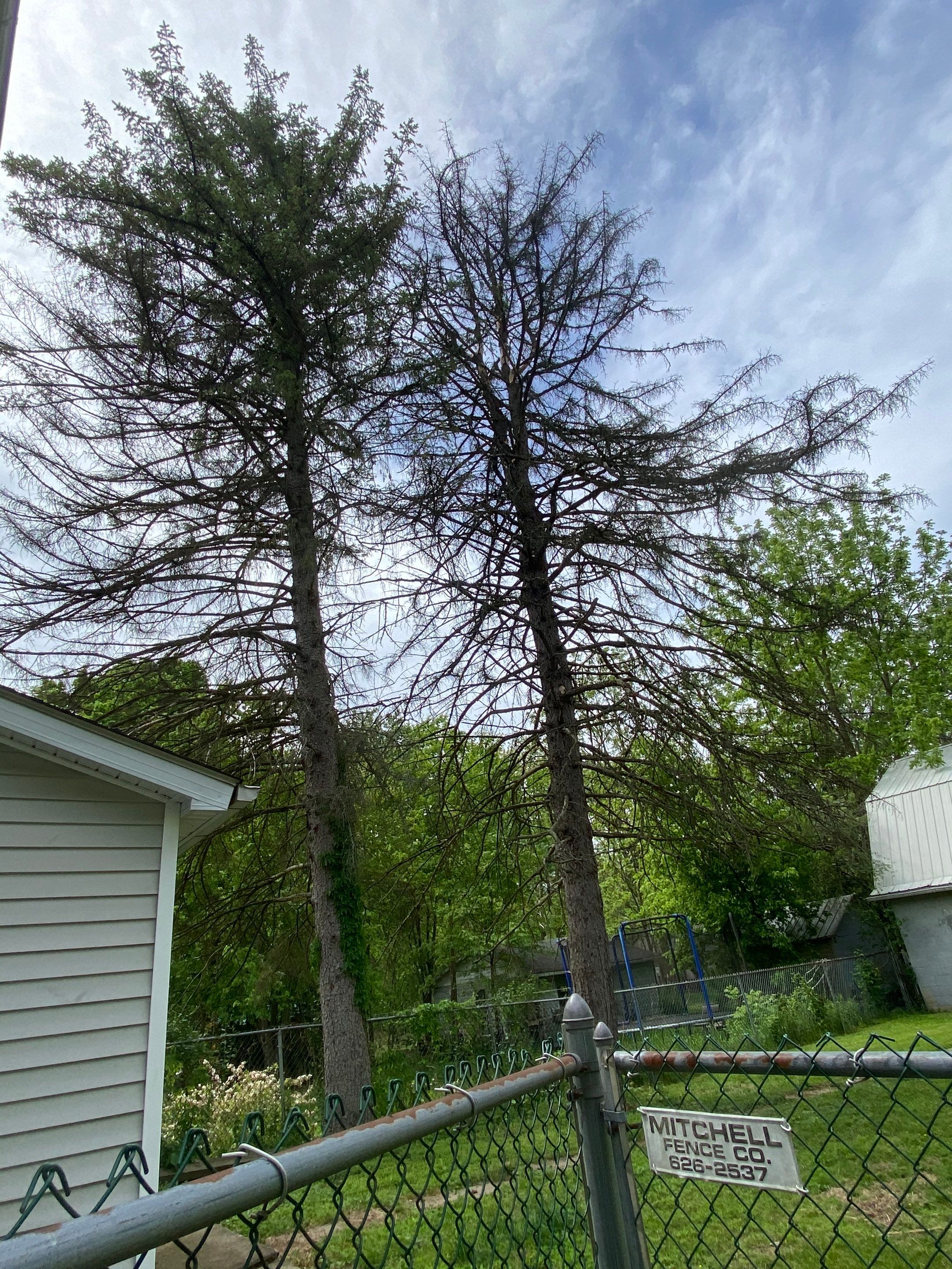 Tree Trimming using Tree Pruing by Mike Jones & Sons Tree Service LLC 