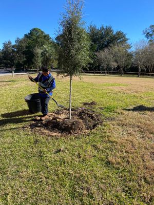 Deerwood Community | Oak Tree Replacement Project