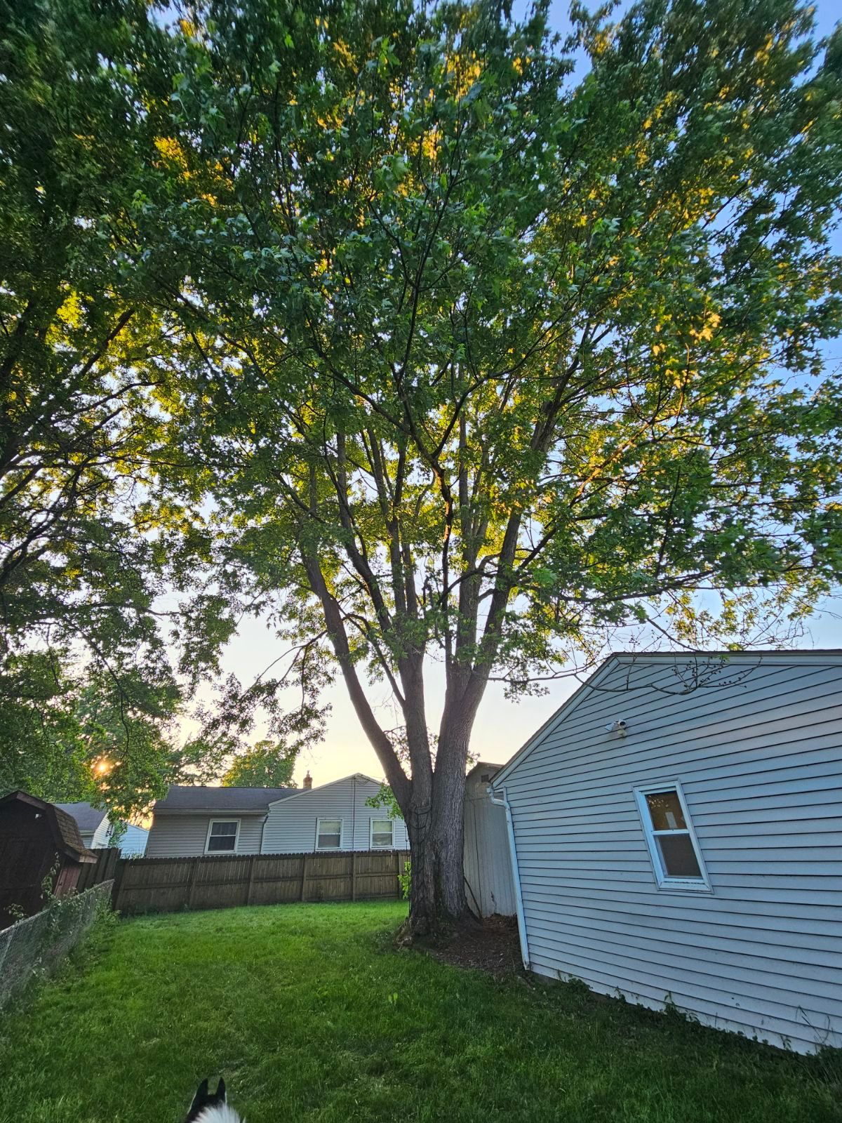 Tree Trimming using Tree Pruing by Mike Jones & Sons Tree Service LLC 