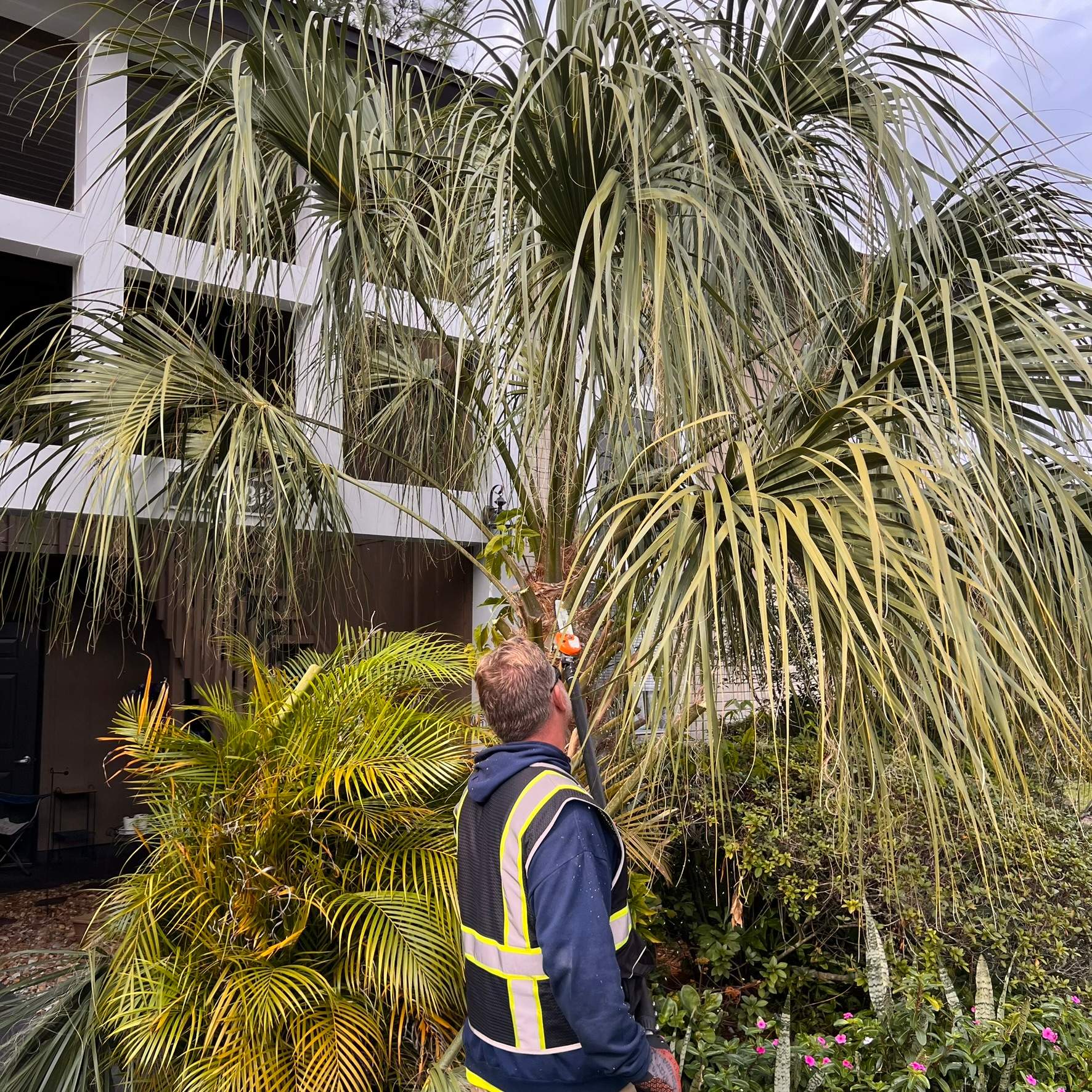 Tree Trimming | Preserve at San Jose by ProGreen Services