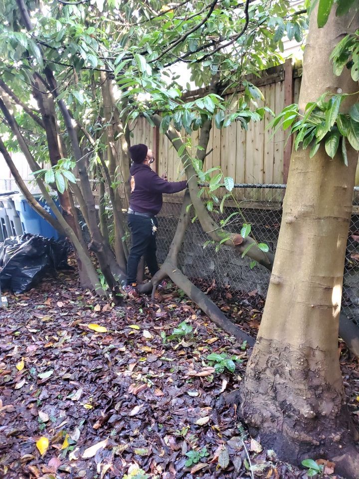 Tree Removal using Tree Removal by Mike Jones & Sons Tree Service LLC 