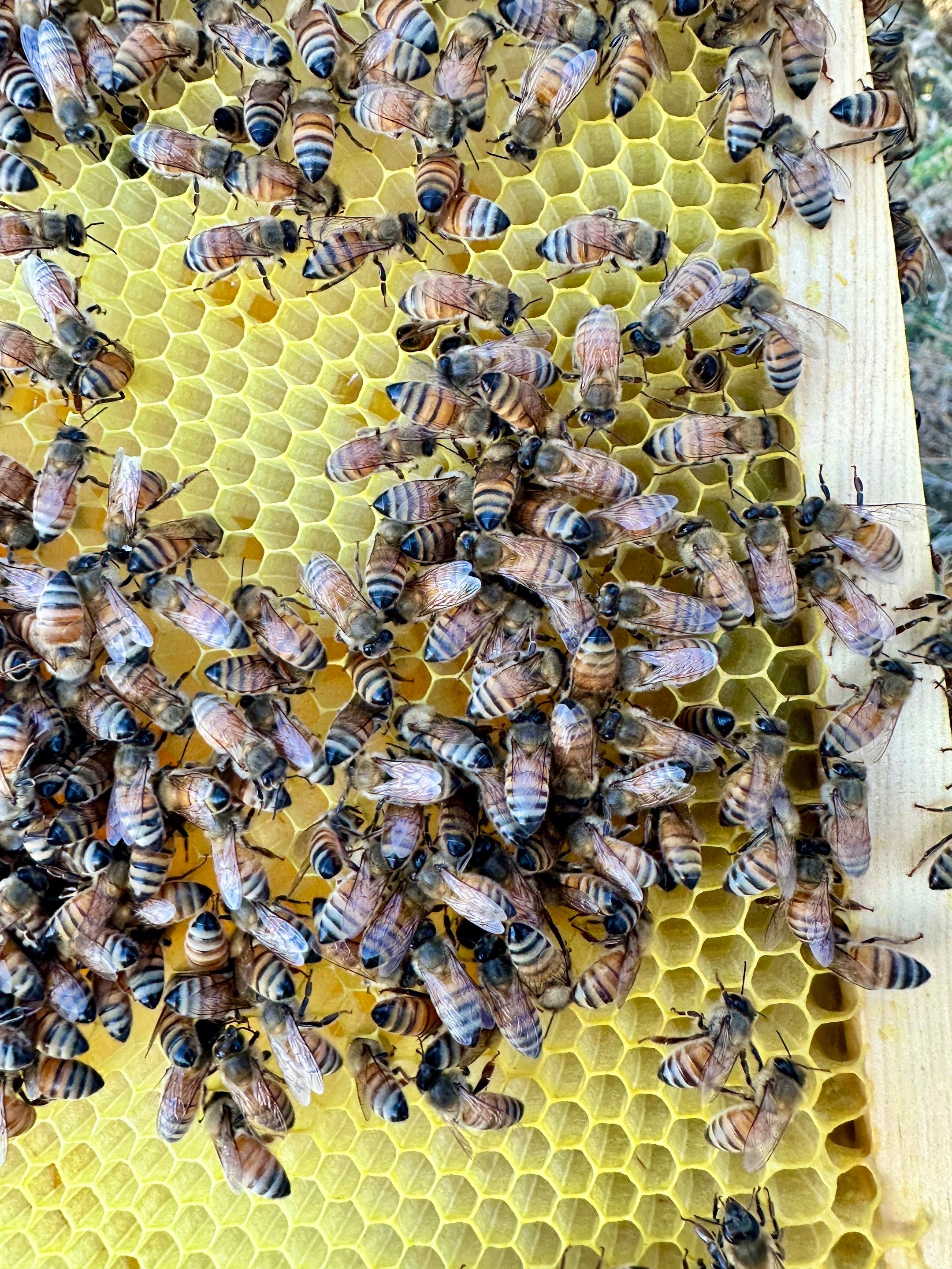 Honey-Maker Apiary in Greenville by Rockwall Honey Bee Company
