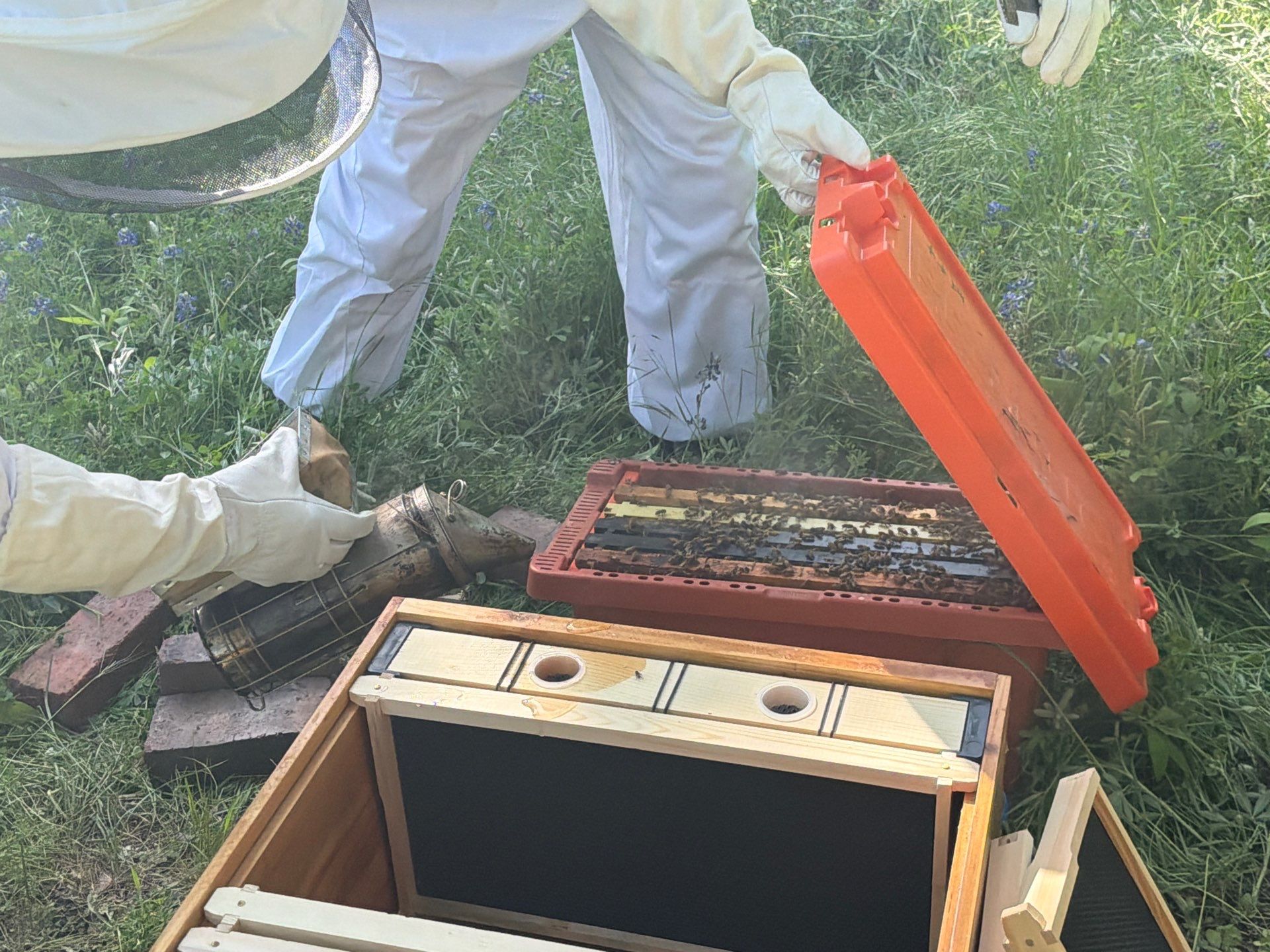 New Beekeeper in Maypearl by Rockwall Honey Bee Company