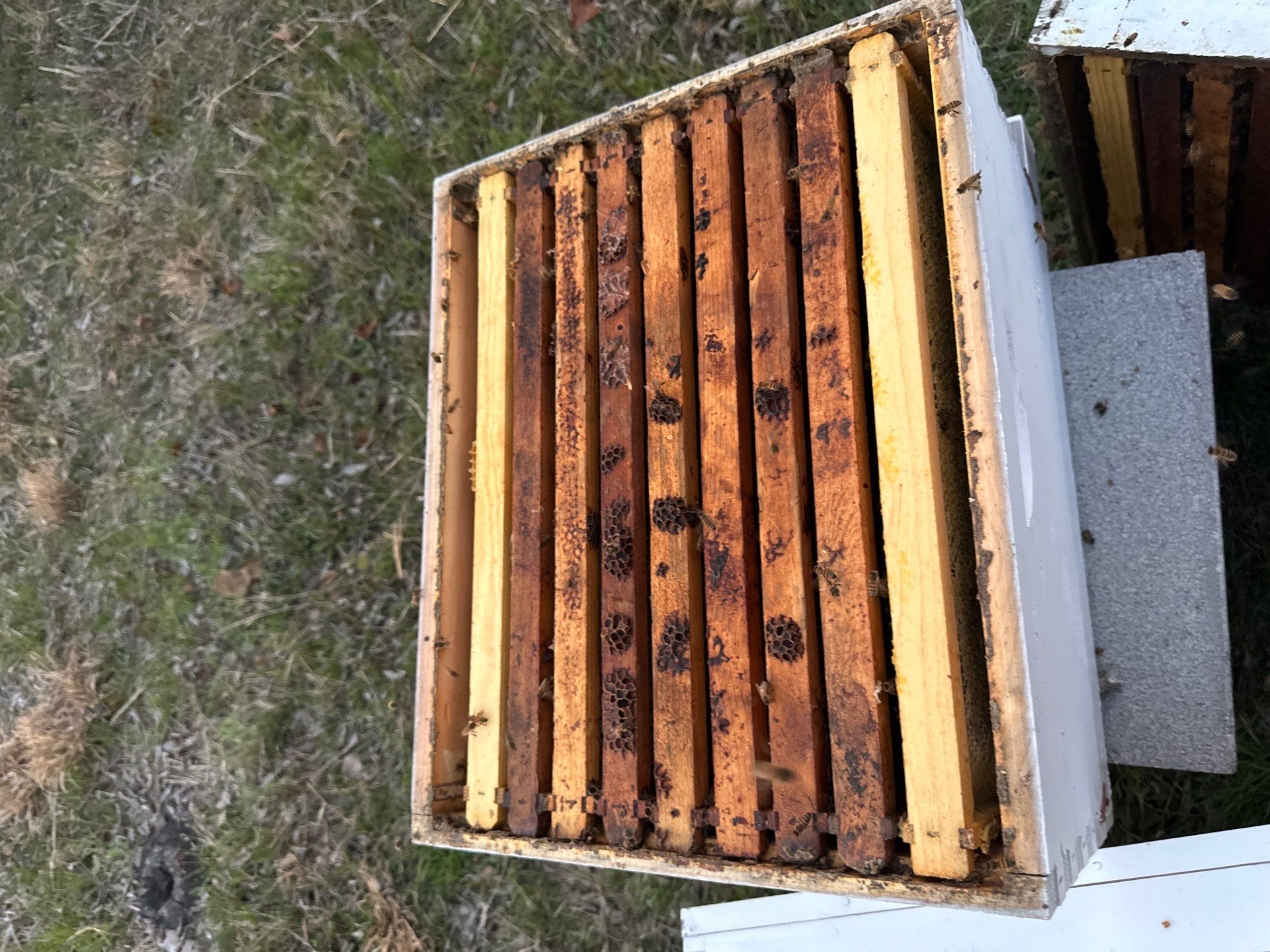 Honey-Maker Apiary in Greenville by Rockwall Honey Bee Company