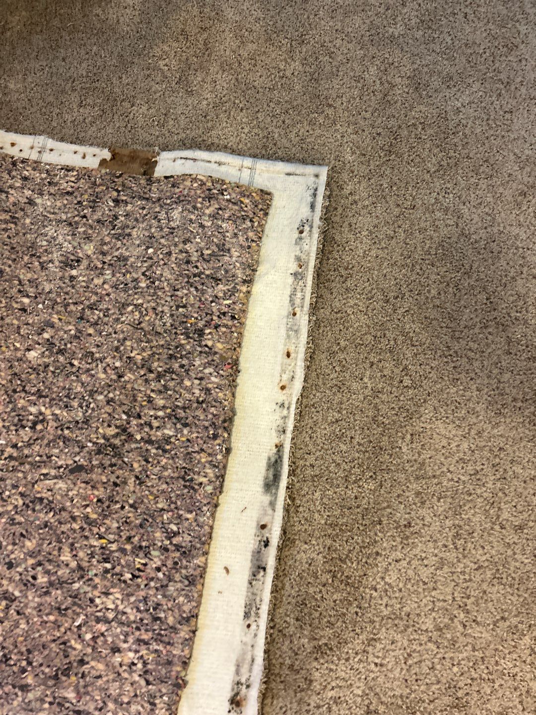 Mold Damage Project in Thornton by Accountable Home Services