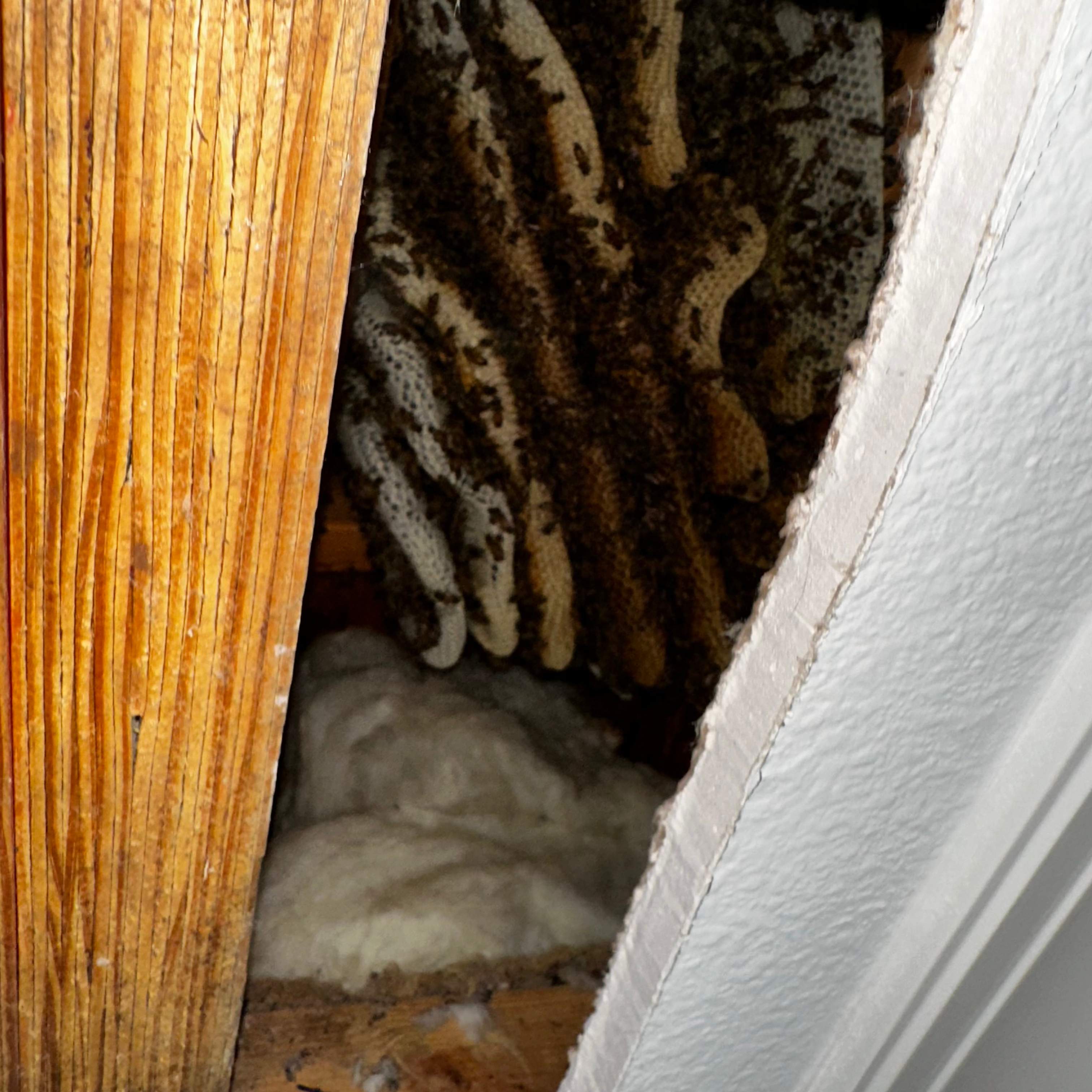 Ceiling Cutout by Rockwall Honey Bee Company