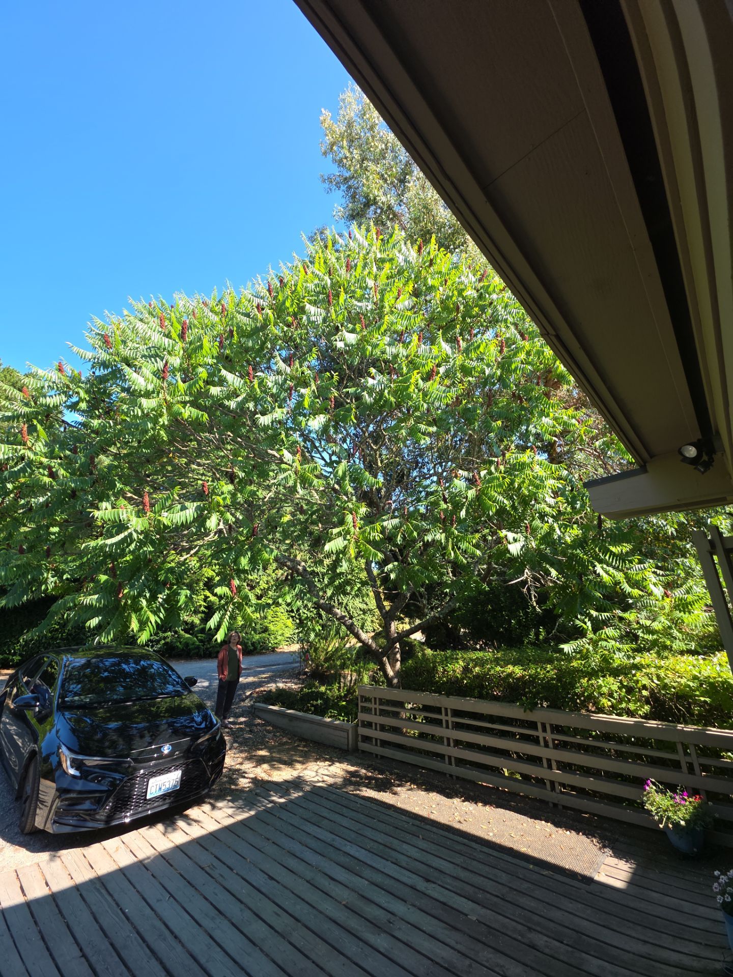 Tree Pruning for Driveway and House Clearance on Mercer Island by Sound Tree Care LLC