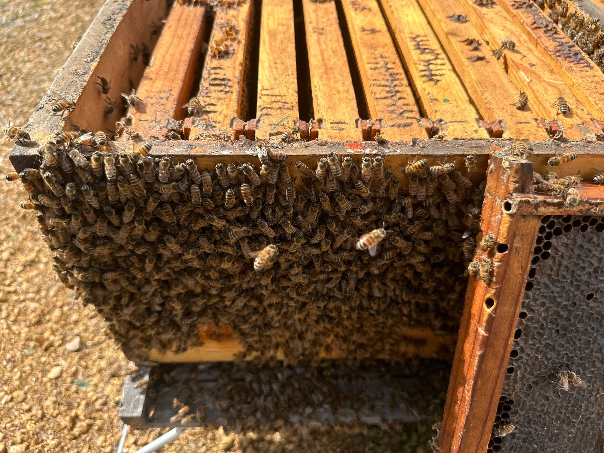 Urban Bees in Richardson by Rockwall Honey Bee Company