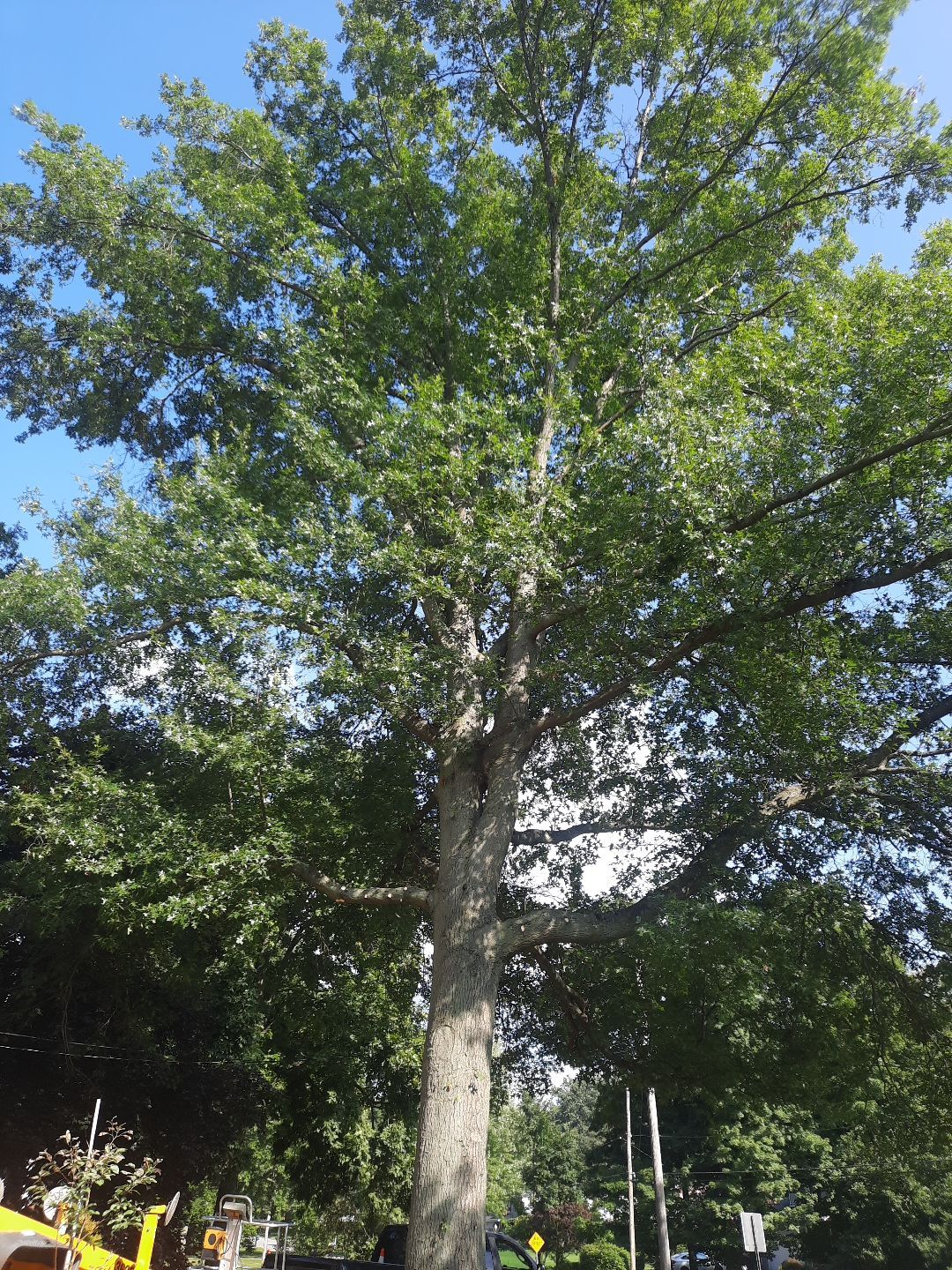 Tree Trimming using Tree Pruing by Mike Jones & Sons Tree Service LLC 