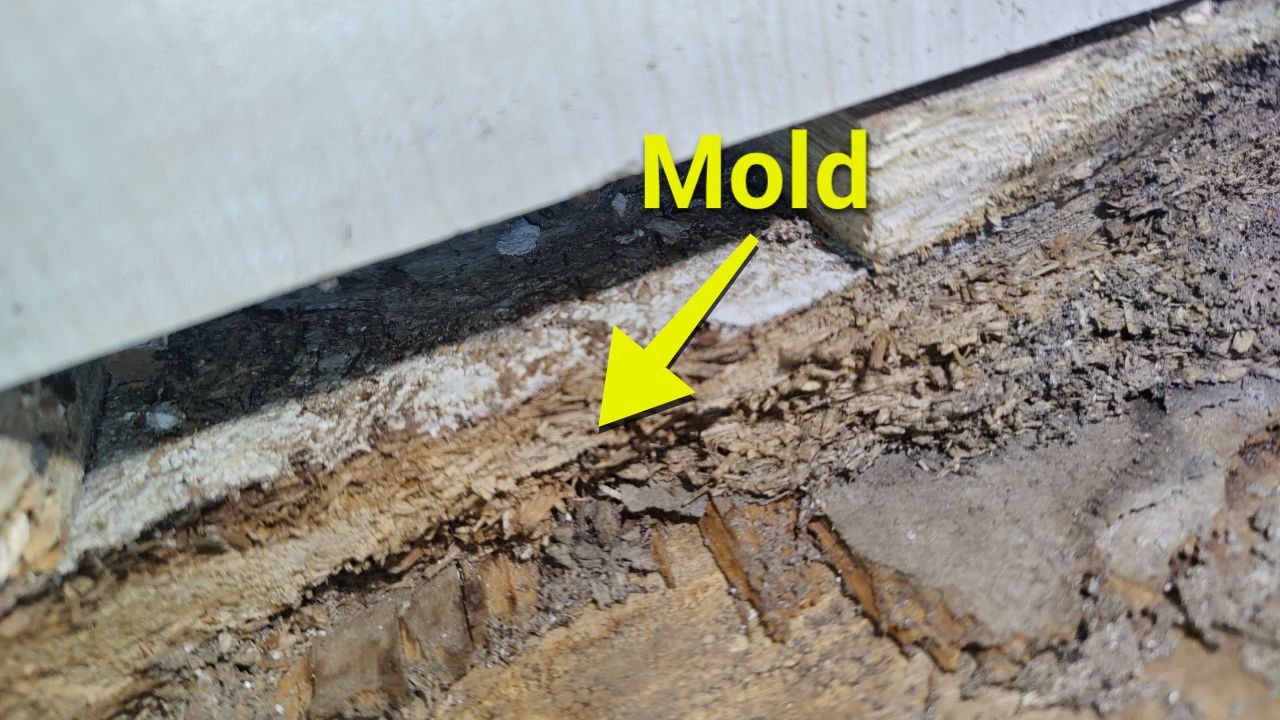 Mold Damage by Accountable Home Services