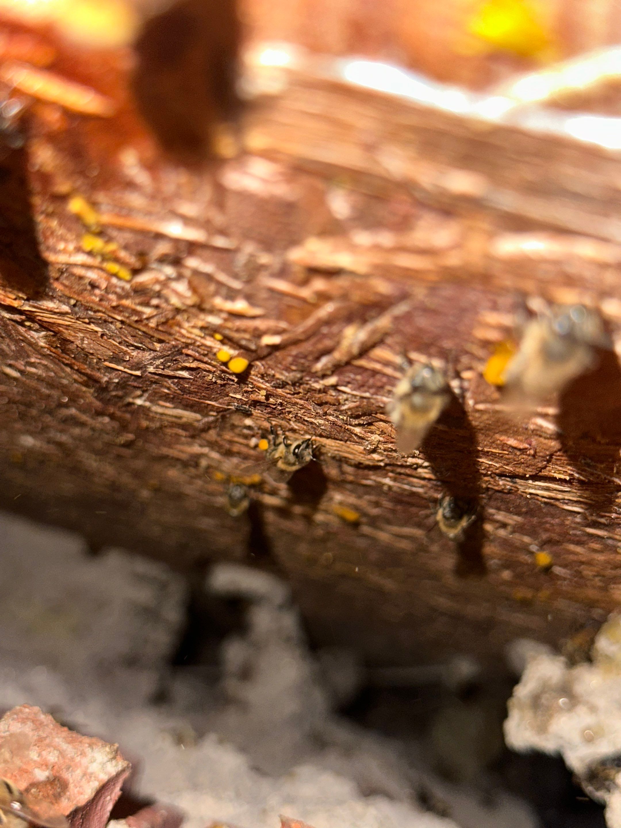 Bees Behind Bricks by Rockwall Honey Bee Company