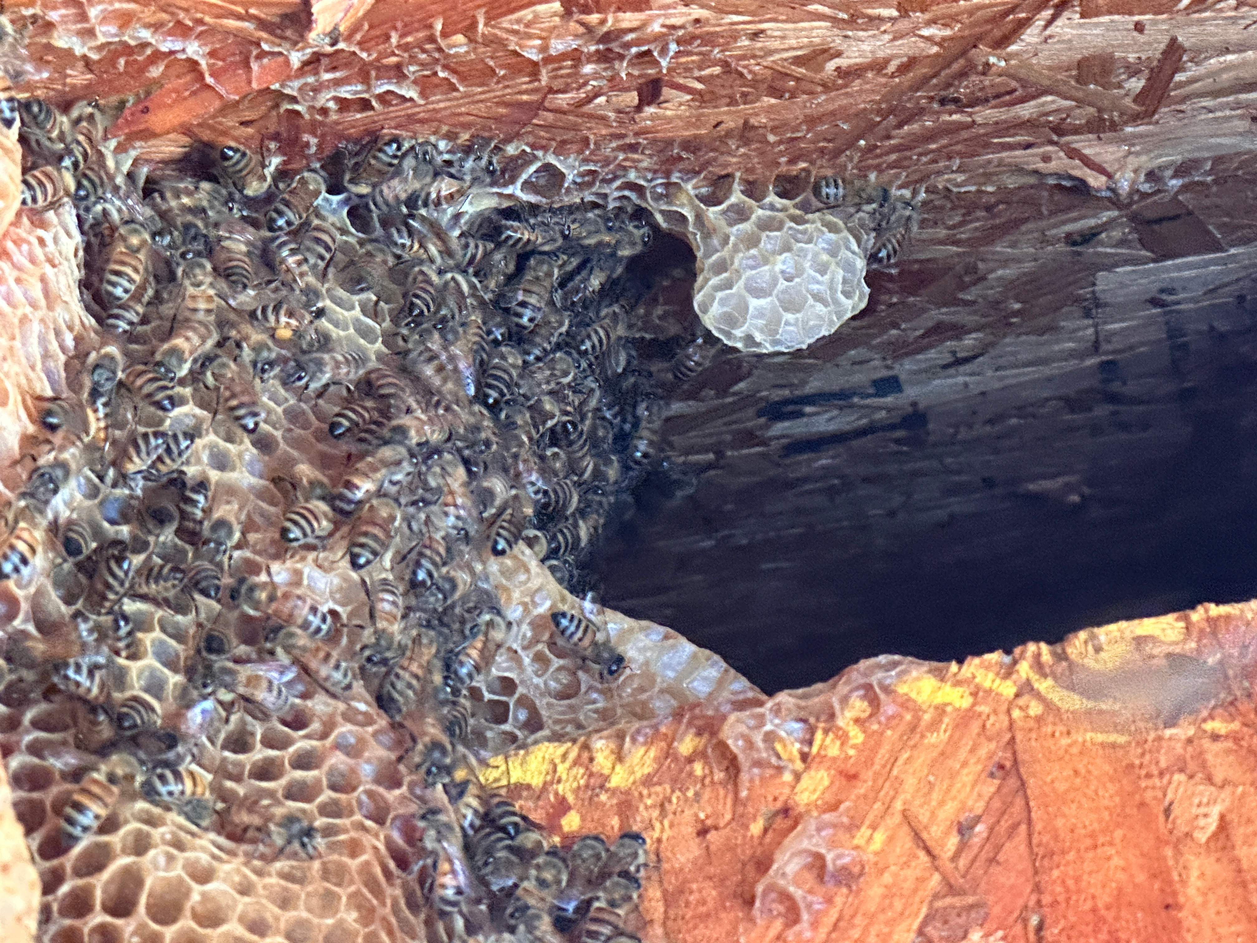 Entryway Soffit by Rockwall Honey Bee Company