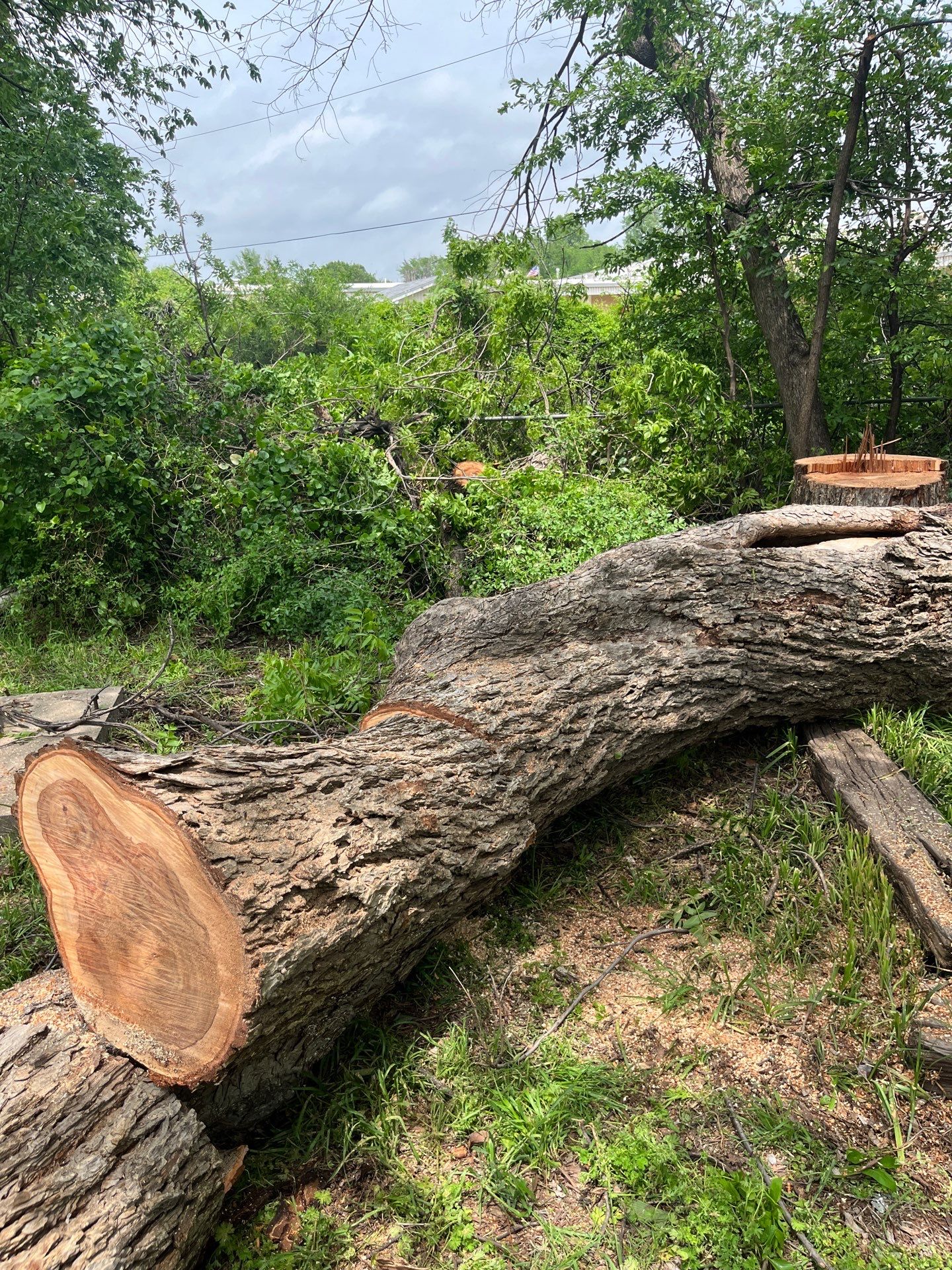 Tree Removal by Clays Services Inc