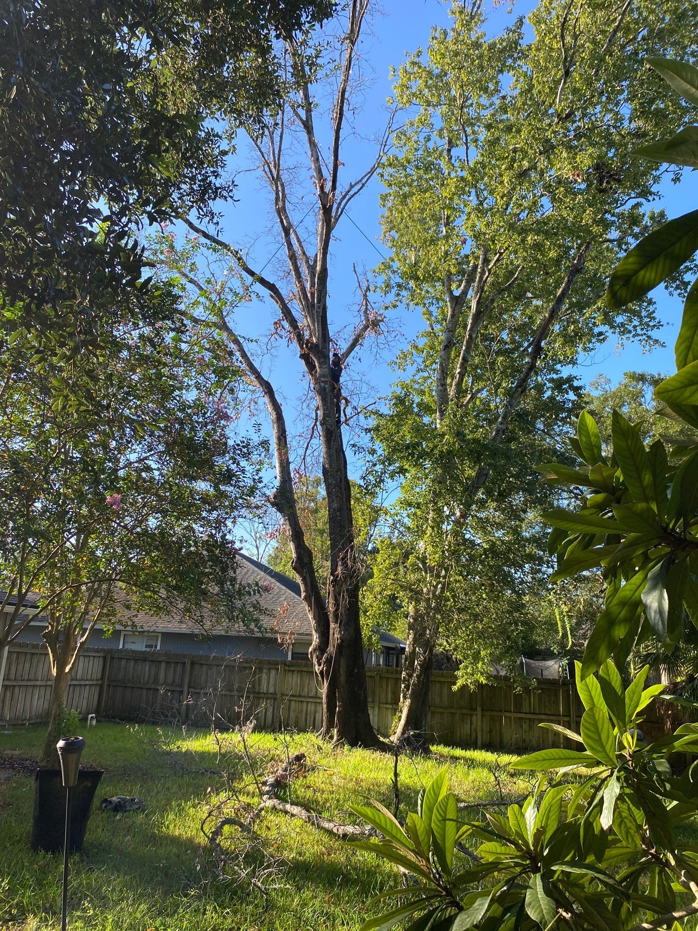Tree Removal | Residential by ProGreen Services
