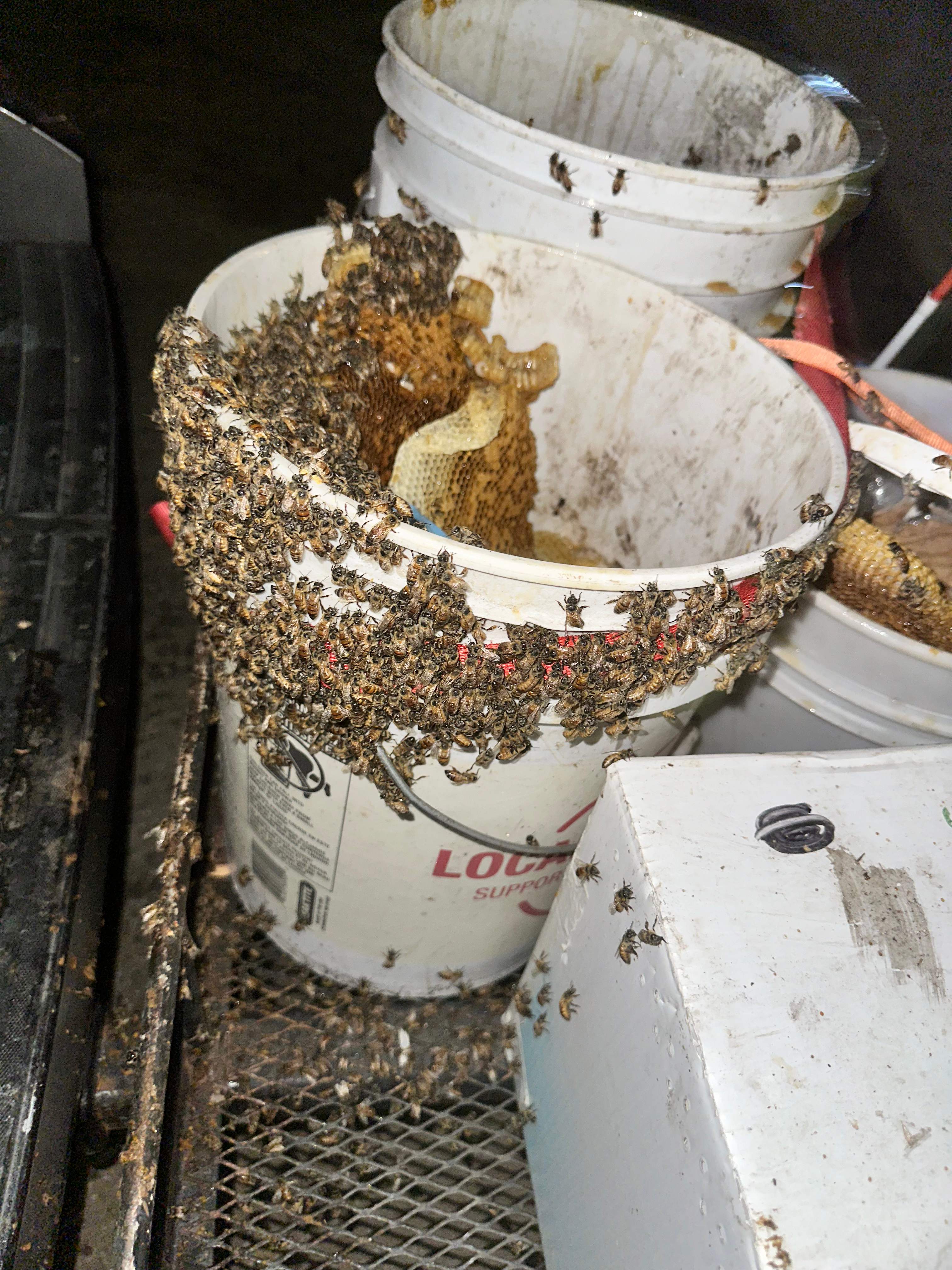 Massive by Rockwall Honey Bee Company