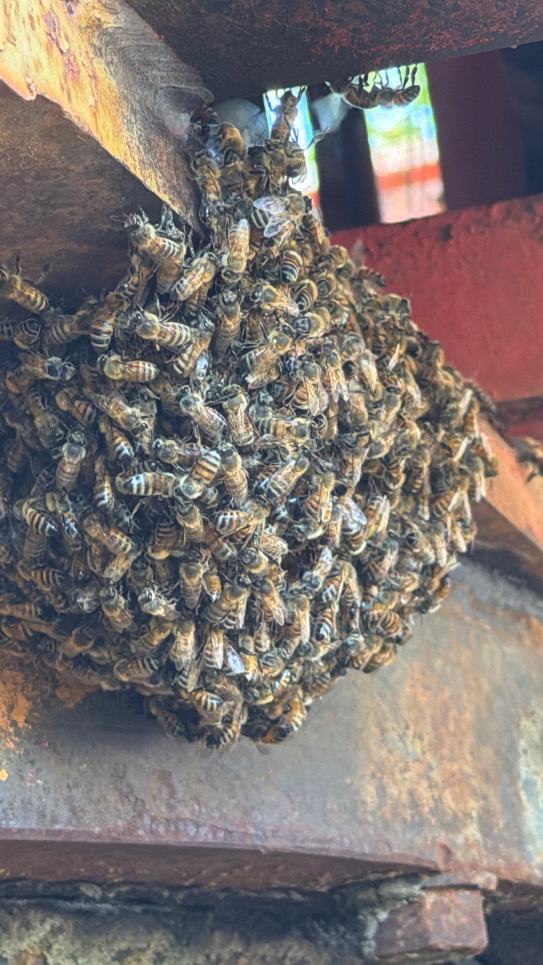 Backhoe Bees by Rockwall Honey Bee Company