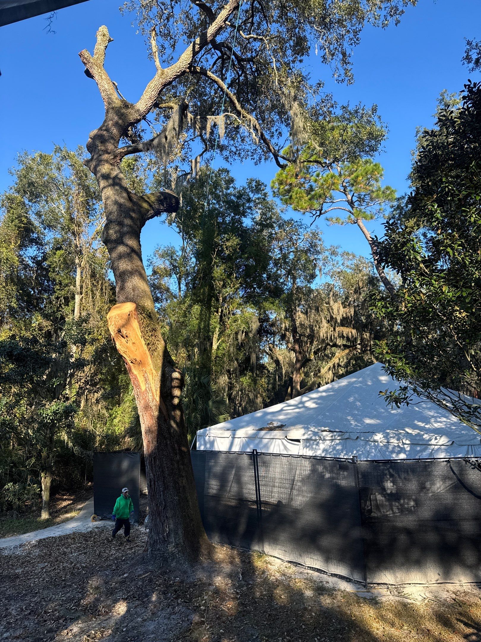 Episcopal | Large Tree Removal by ProGreen Services