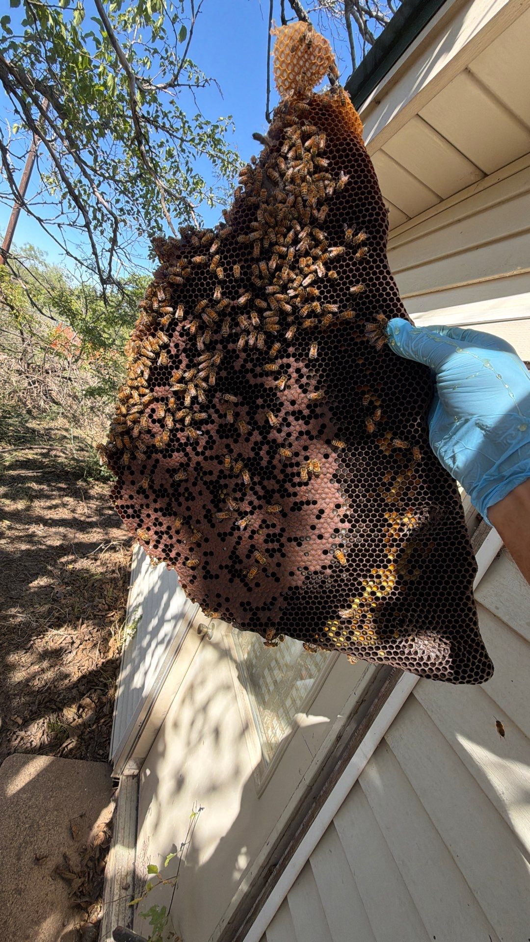 Abandoned House of Bees by Rockwall Honey Bee Company