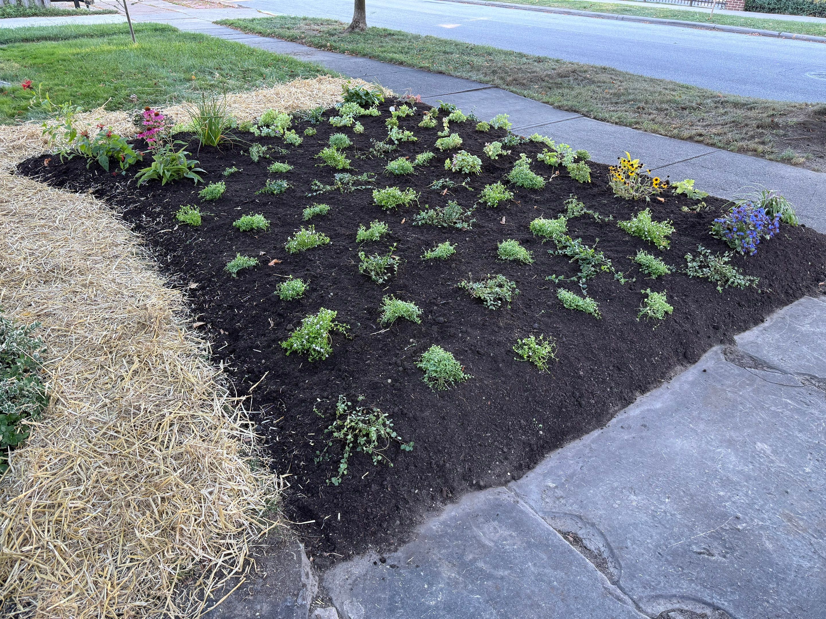 Purple Fence Project by Elm Rose Gardens
