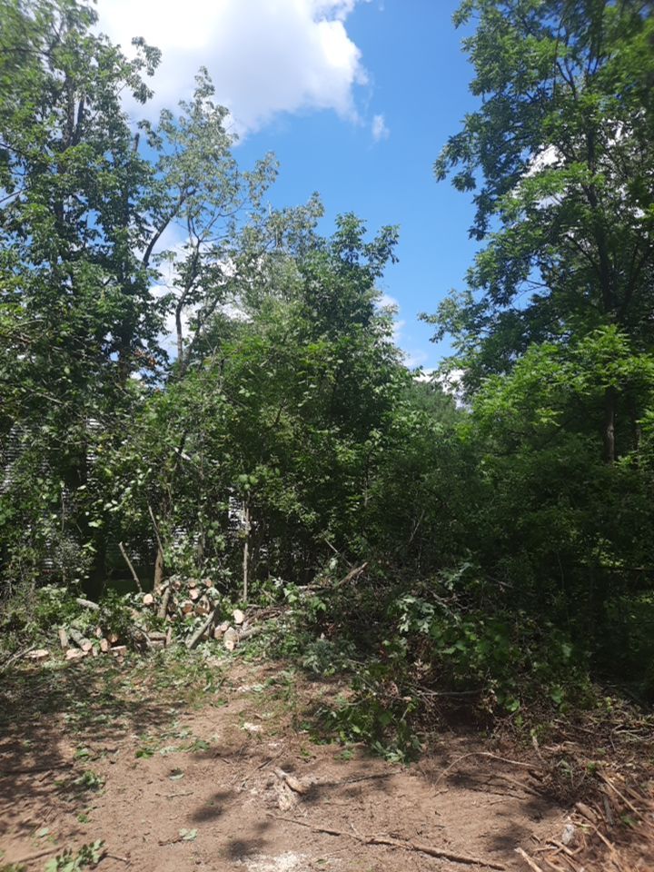 Tree Removal using Tree Removal by Mike Jones & Sons Tree Service LLC 