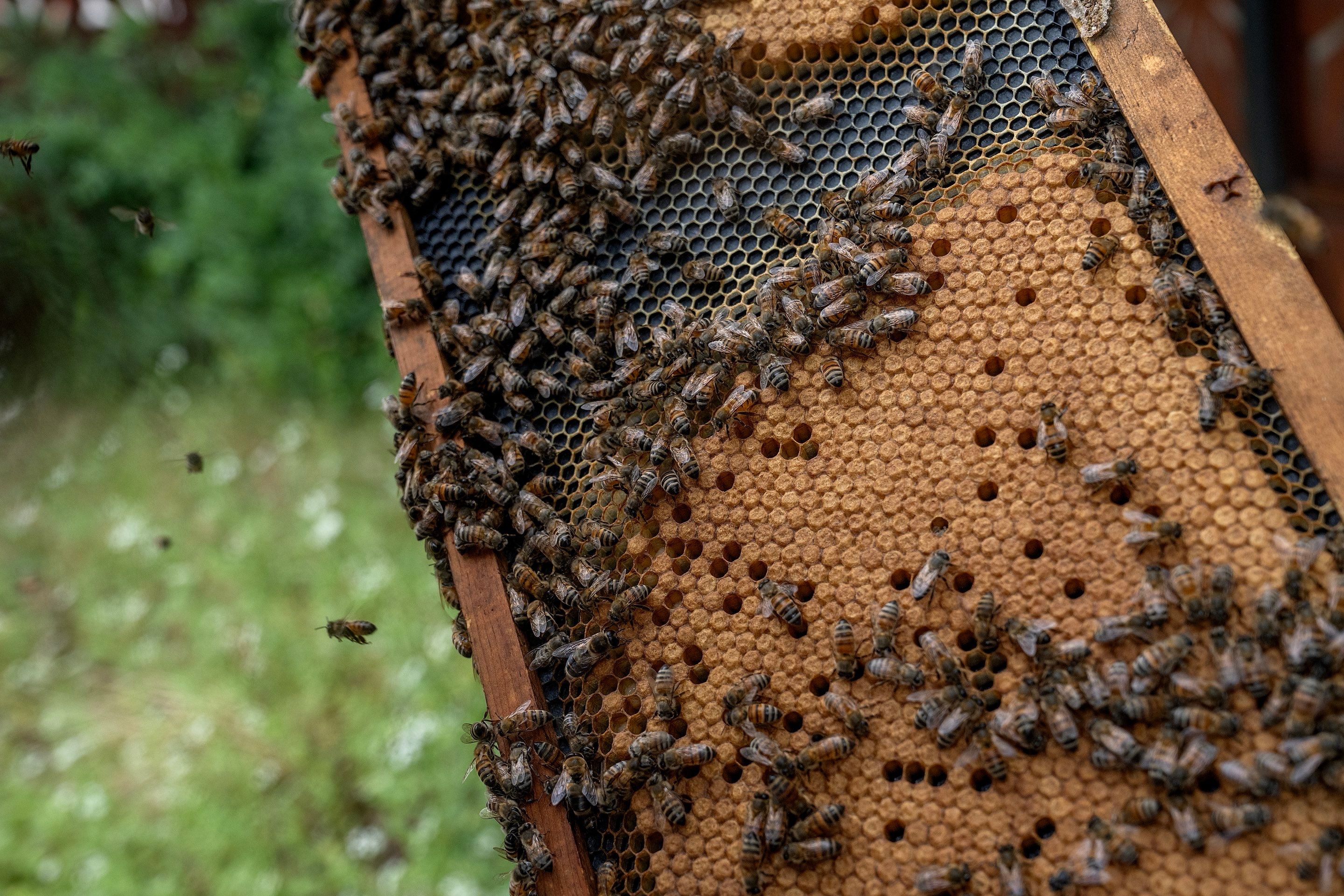 Urban Beekeeping in Dallas by Rockwall Honey Bee Company