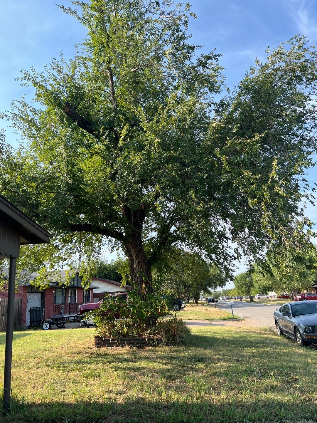 Tree Trimming by Clays Services Inc