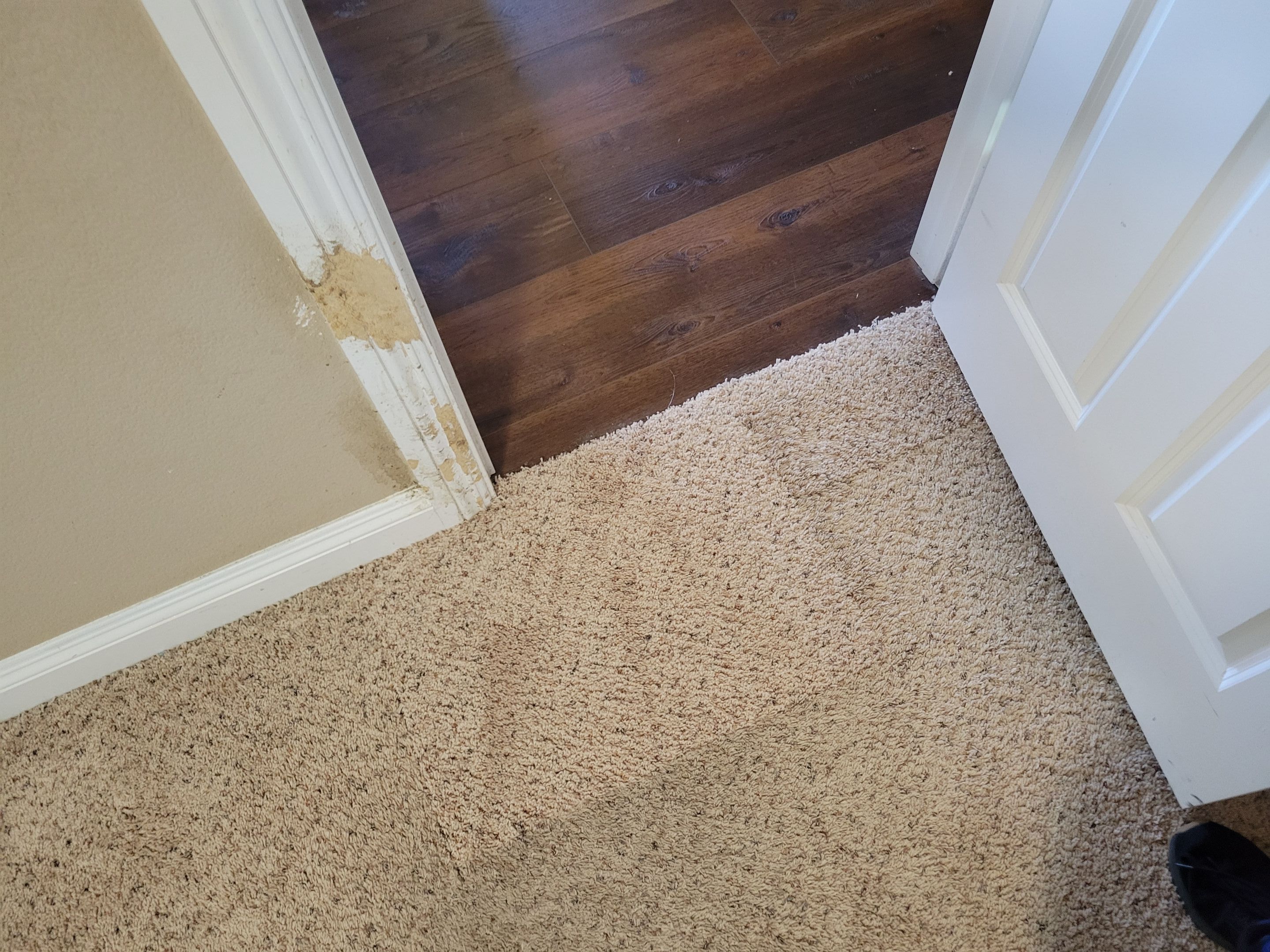 Bonded Inserts for Dog Damage by Ardent Carpet Restore LLC