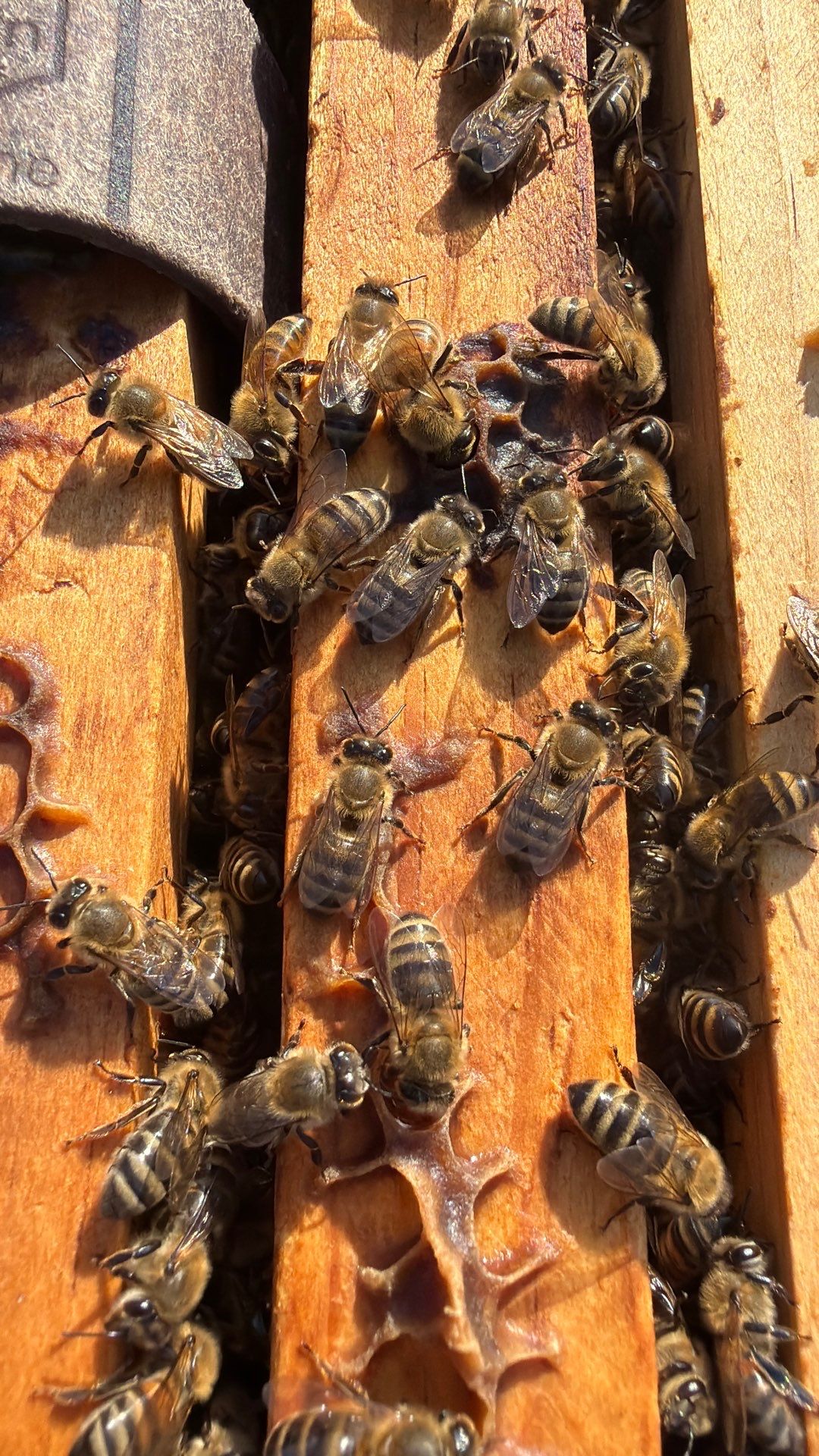 Corporate HQ by Rockwall Honey Bee Company