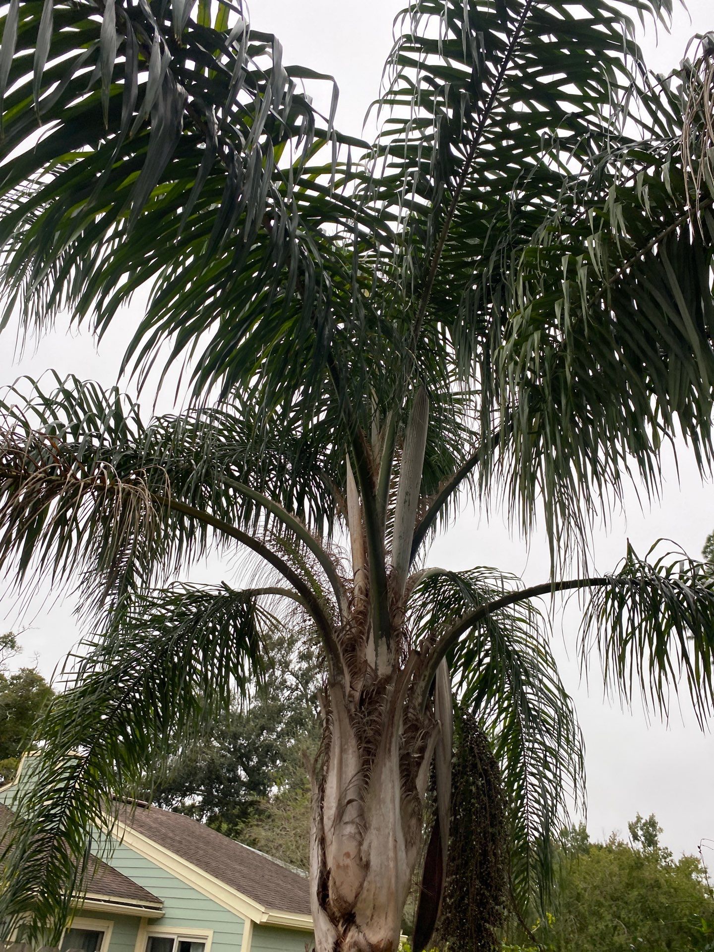 Tree Trimming | Residential by ProGreen Services
