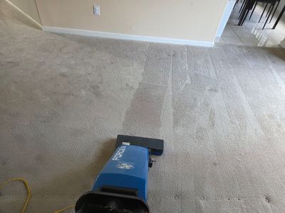 Carpet Cleaning and Pet Treatment
