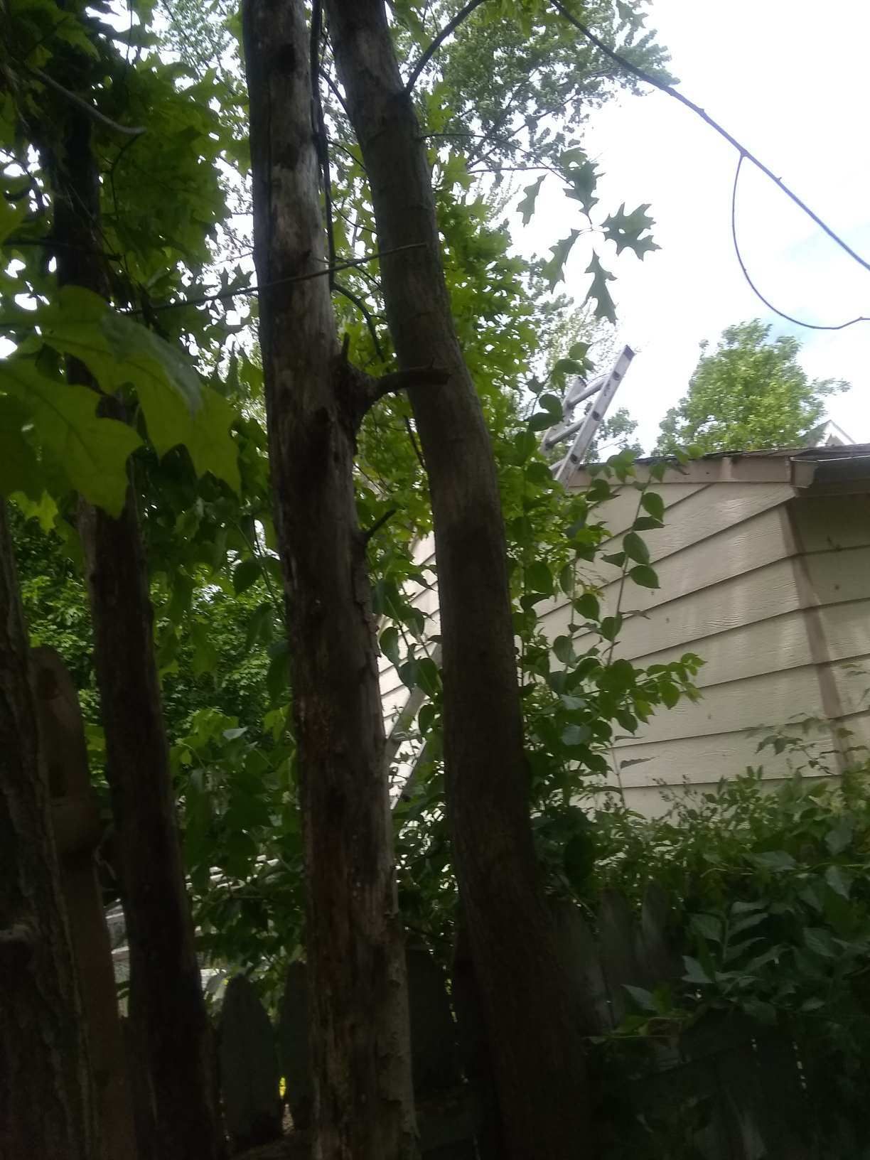 Tree Removal using Tree Removal by Mike Jones & Sons Tree Service LLC 