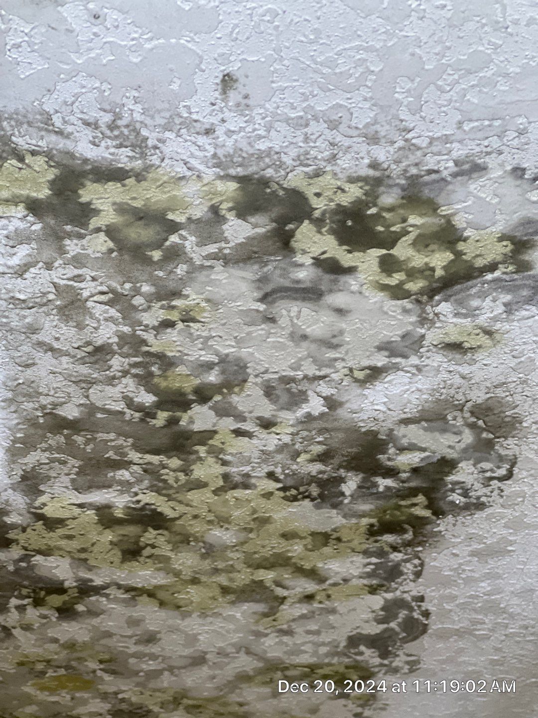 Mold Damage Removal In Palmetto, FL by Ampm Restoration Services