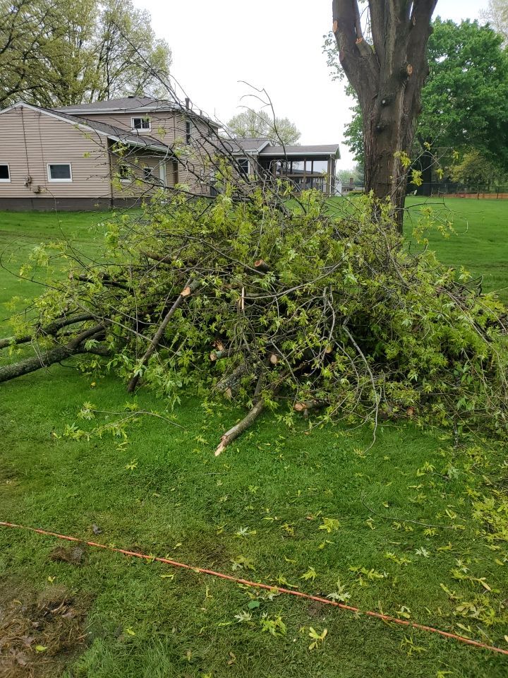 Tree Removal using Tree Removal by Mike Jones & Sons Tree Service LLC 