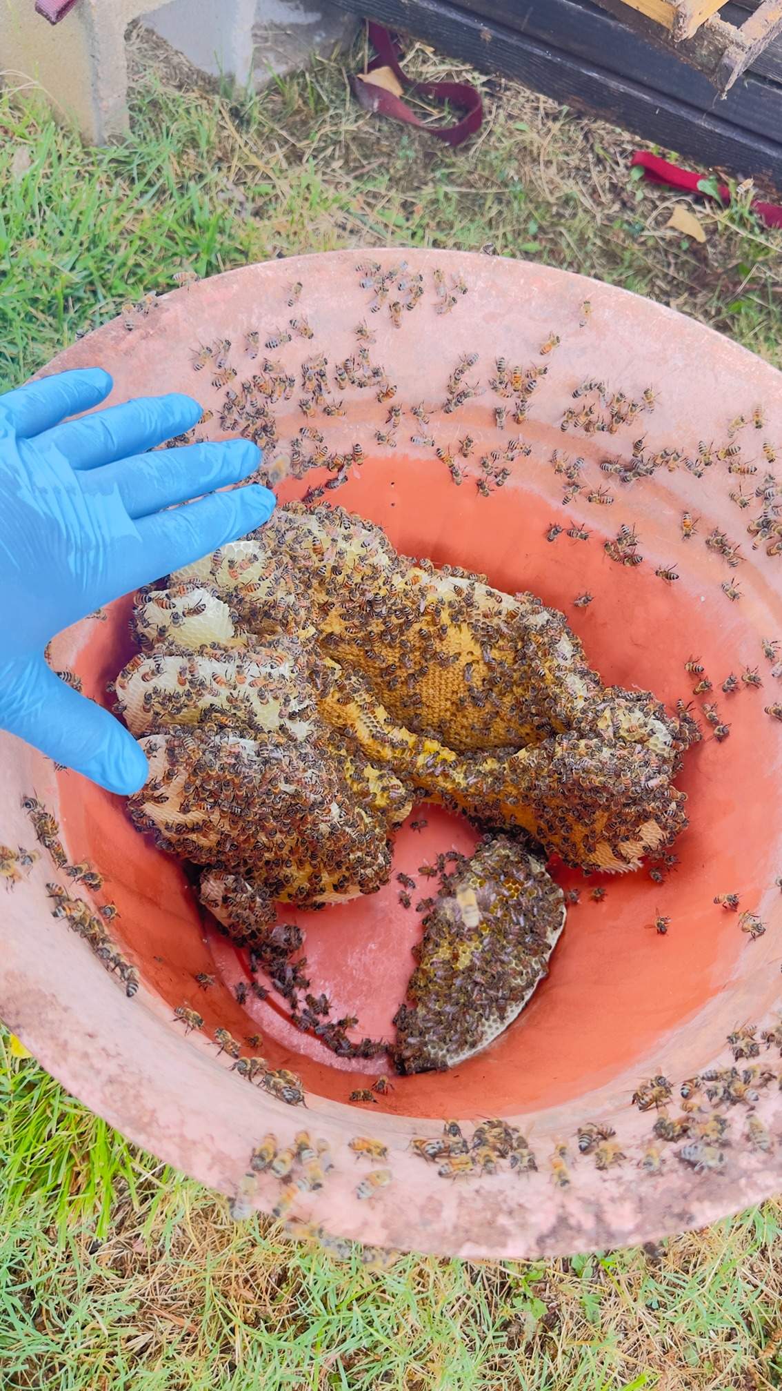 Water Spigot Swarm by Rockwall Honey Bee Company