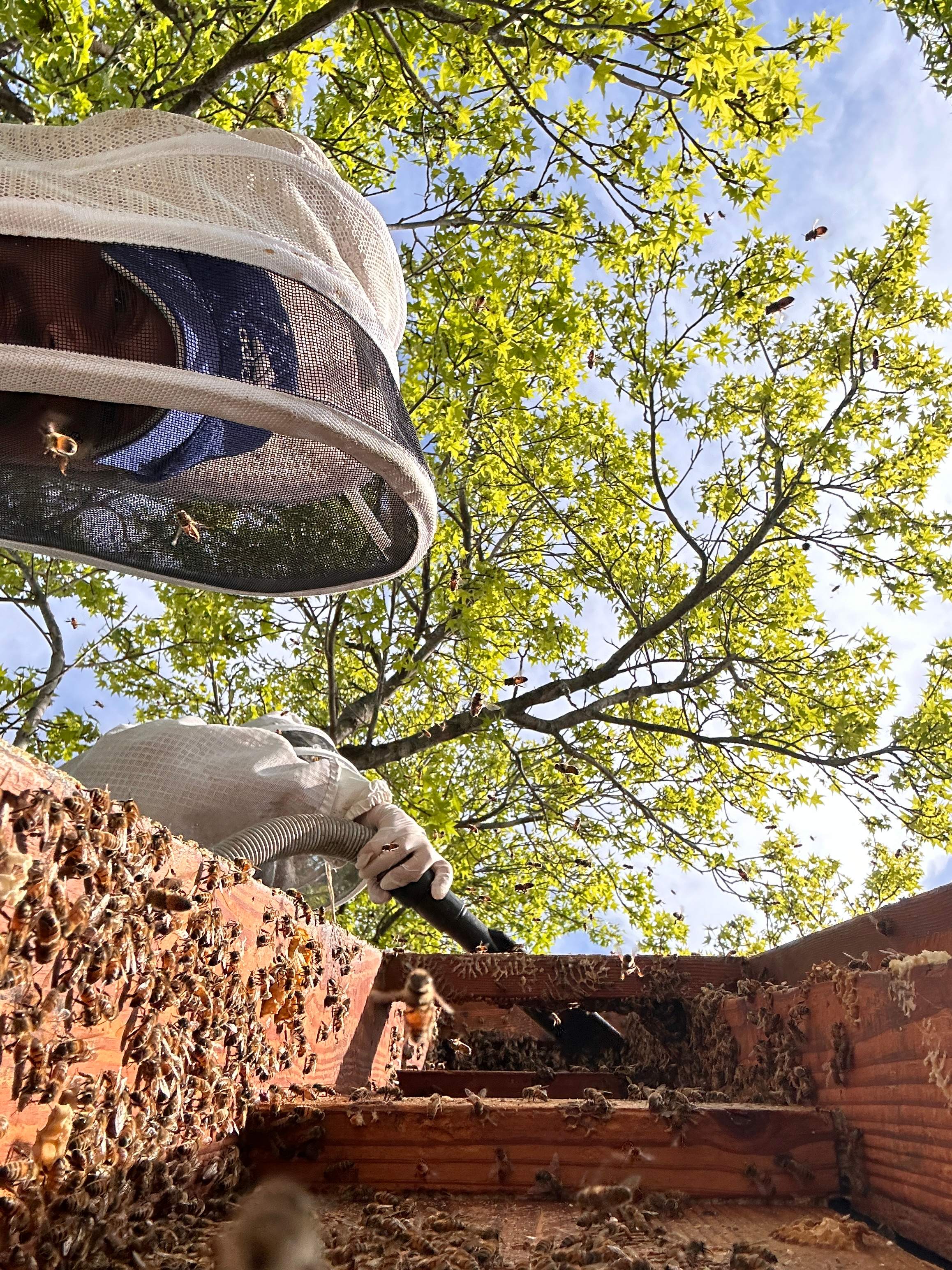 Commercial Roof by Rockwall Honey Bee Company