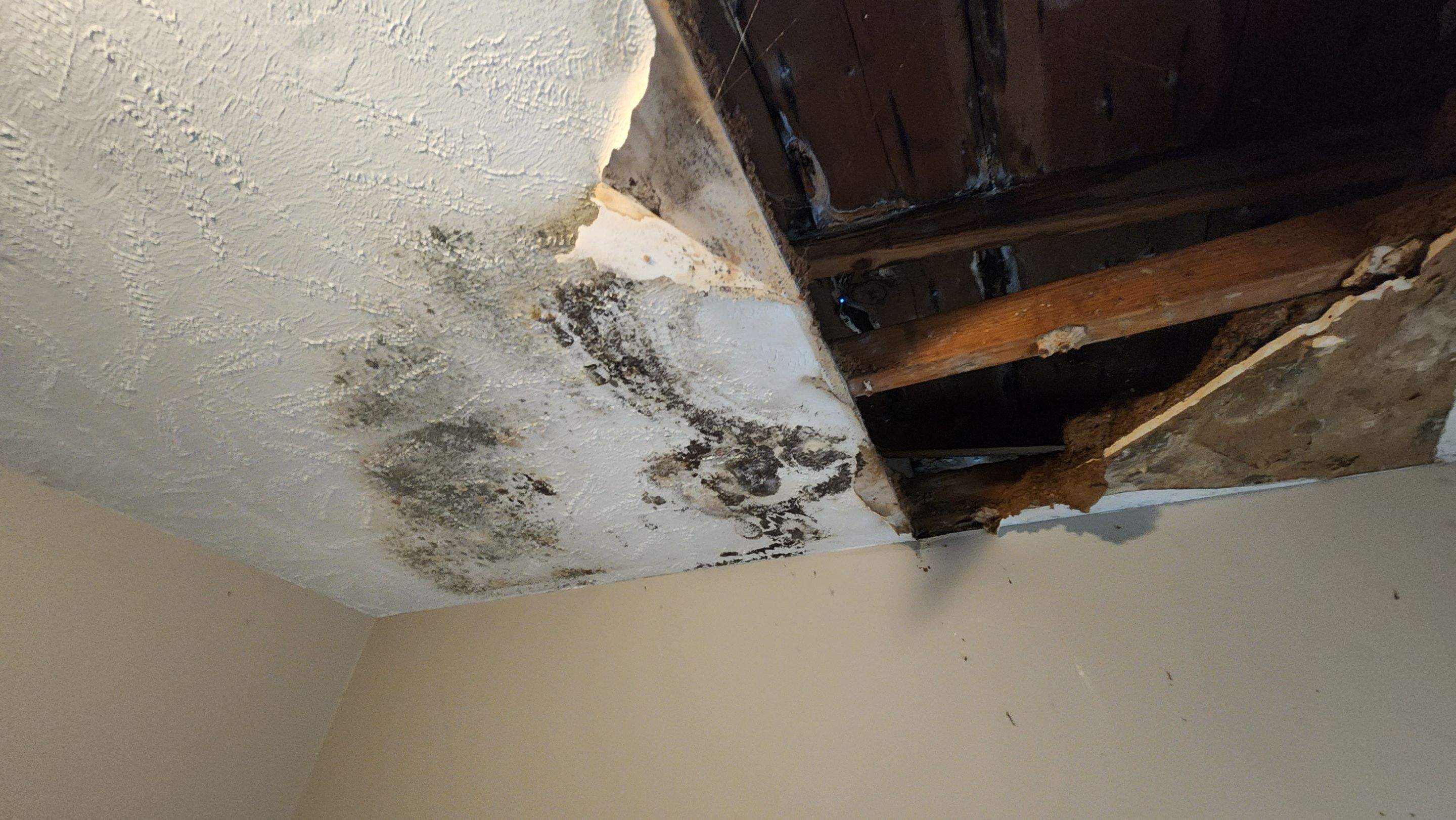 Tree Damage Claim in Orlando by FLAPA & KeyStone